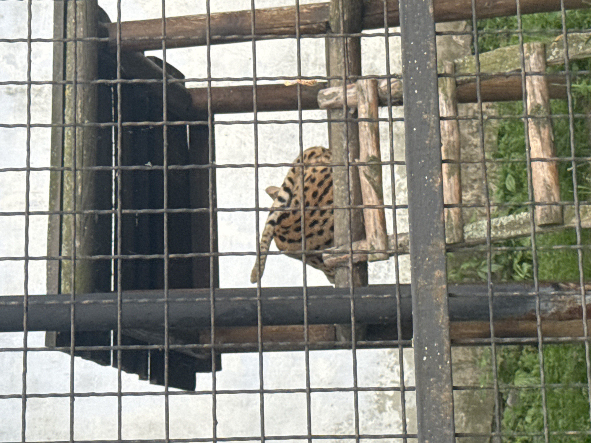 An ocelot is lying on a wooden platform inside a cage. The ocelot is spotted with black and brown fur. The cage has a wire mesh fence. The background shows a concrete wall and greenery. The image is taken from a low angle. The location is the city of Zaliznychne, Ukraine.