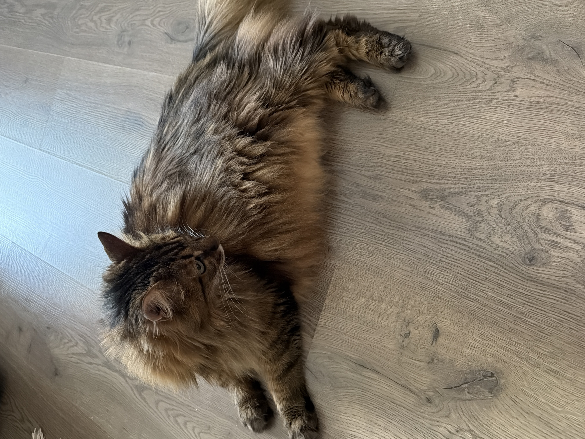 A long-haired brown cat is lying on a wooden floor. The cat is on its side, with its head turned to the left. The cat has green eyes and long white whiskers. The wooden floor is light brown and has a wood grain pattern. The lighting in the image suggests an indoor environment. There is no indication of the city of Kyiv, Ukraine.
