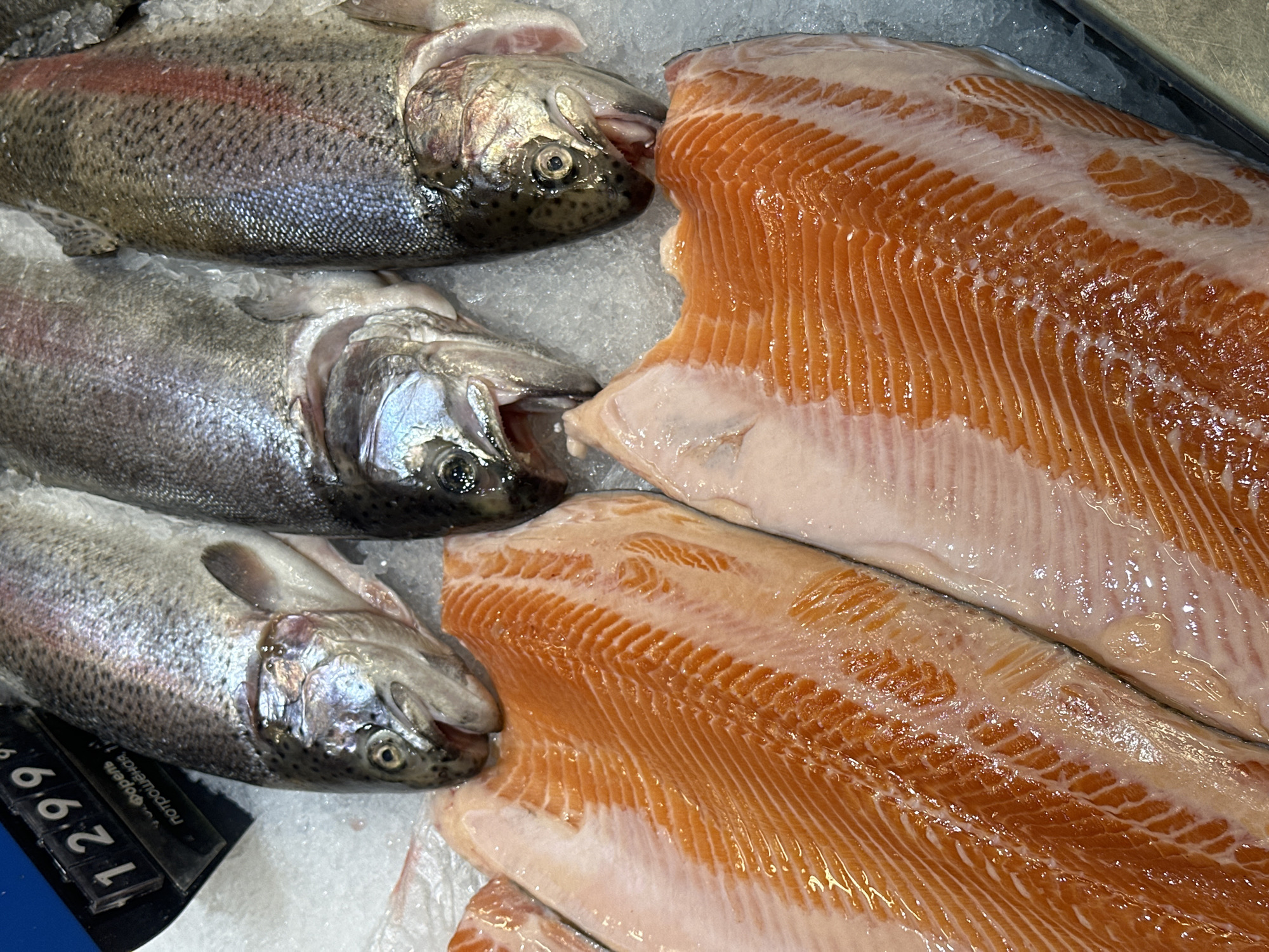 The image shows fresh, whole trout and salmon fillets on ice, likely for sale. A price tag of "12.69" is visible. The location may be inferred as a market in Khimki, Russia, due to the Cyrillic text on the price tag.