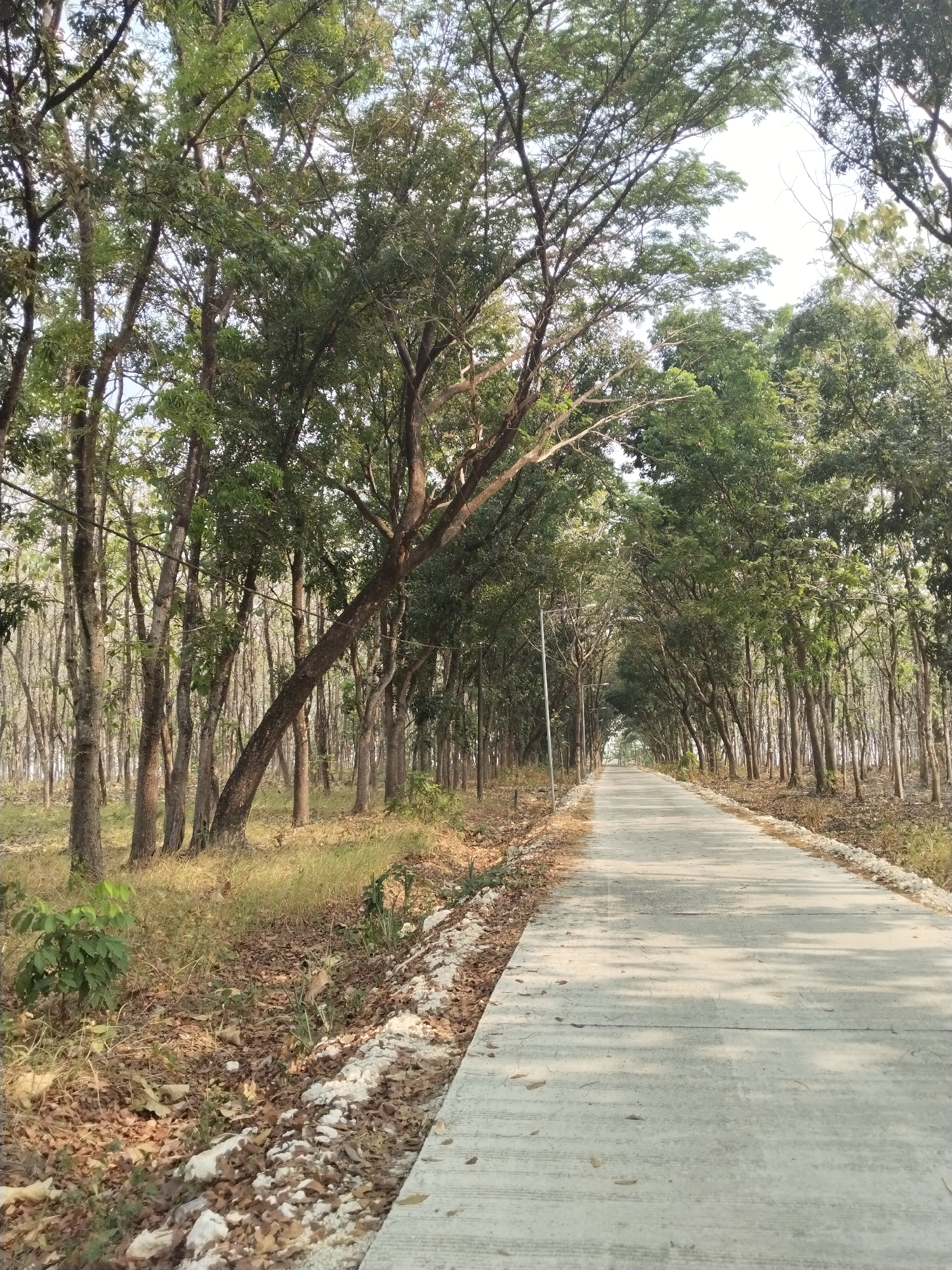 An asphalt road stretches into the distance, flanked by a dense forest of tall, slender trees on both sides. The trees have thin trunks and a canopy of green leaves. The ground beside the road is covered with dry leaves and sparse grass. Sunlight filters through the leaves, casting dappled shadows on the road. A single lamppost is visible on the left side of the road. The scene appears to be a path through a wooded area, possibly in a park or along a rural road in Alasgung, Indonesia. There are no people or animals visible in the image.