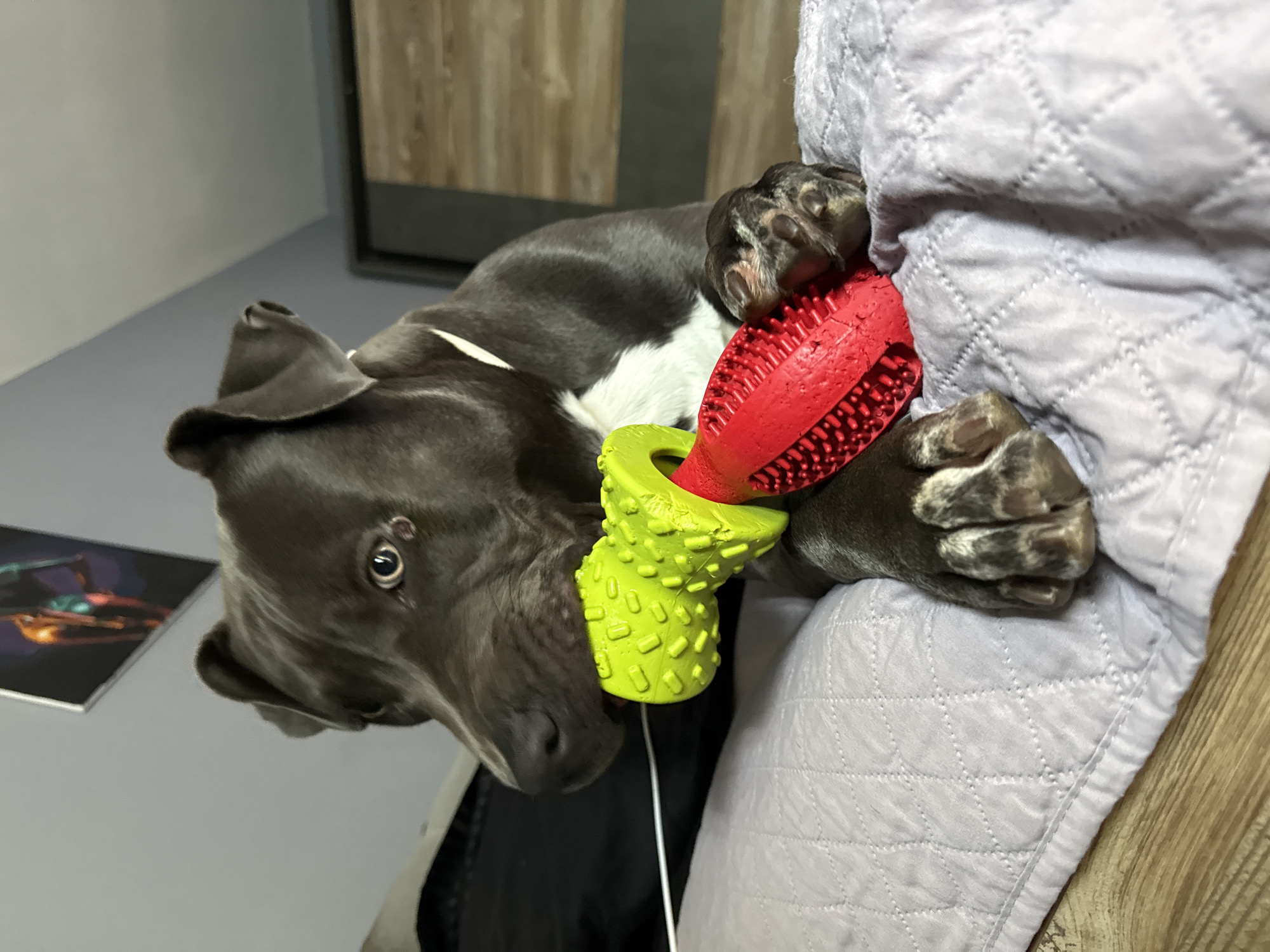 An adult, dark gray dog with white markings is lying on a light purple quilted surface, holding a red and green chew toy in its mouth. The dog's front paws are visible on the surface. In the background, a gray wall is visible with a framed artwork. The floor appears to be wooden. The image is cropped from the chest up. The location is unknown, and there is no indication it is in Varna, Bulgaria.