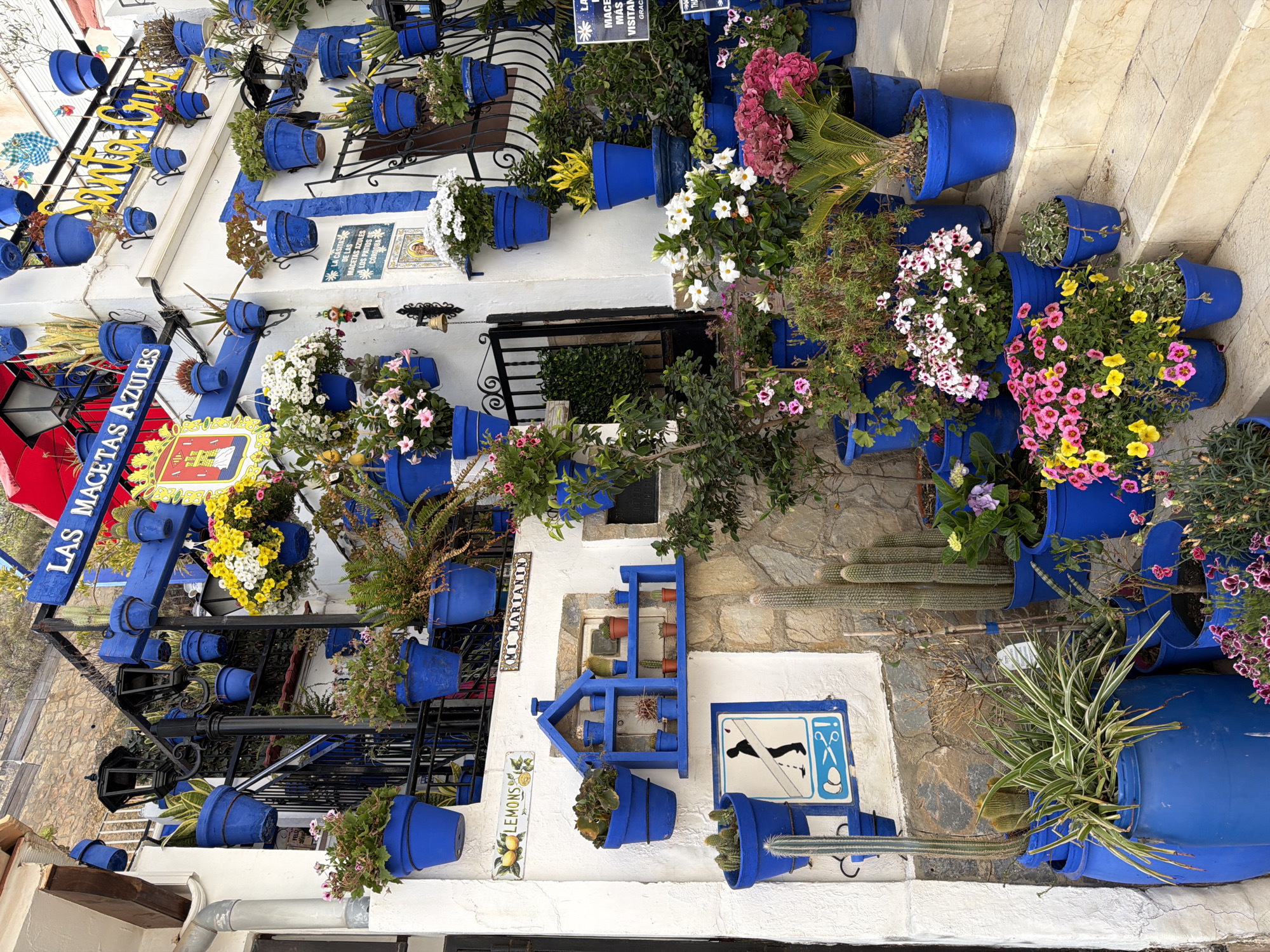 A white building exterior is covered in numerous bright blue planters, many of which contain flowering plants. The building has a traditional Mediterranean architectural style with decorative blue and yellow signs and a stone wall at the bottom. Several of the blue planters are hung on the facade, while others are placed on shelves, window ledges, and on the ground. In the foreground, a set of light-colored stone steps are lined with more blue planters overflowing with pink, yellow, and white flowers, as well as lush green foliage. Several potted cacti are also visible. A black metal gate is partially open, revealing a glimpse of greenery behind it. The overall impression is a vibrant and well-decorated outdoor space, likely a street or courtyard.