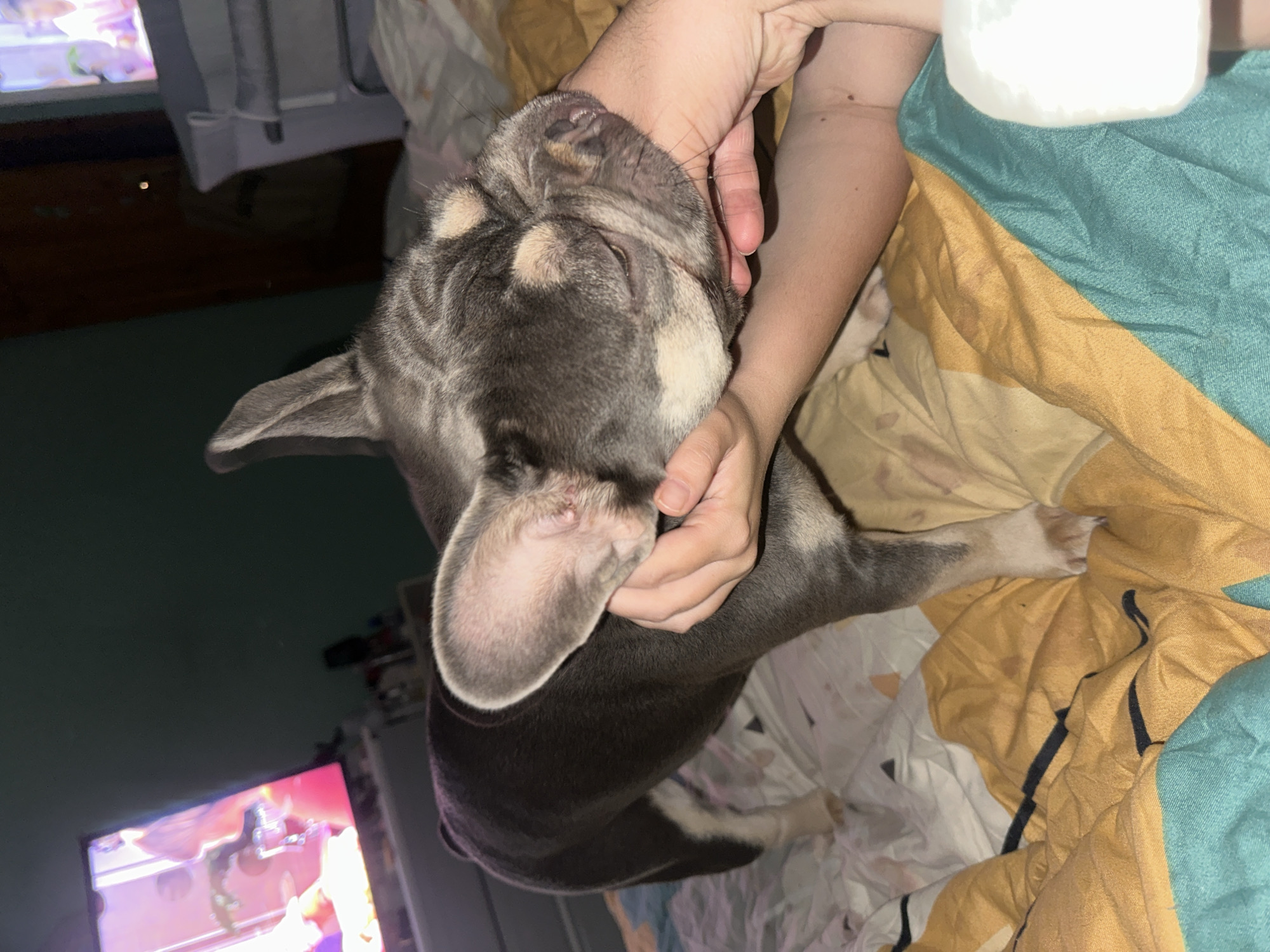 A grey and white French Bulldog is standing on a bed with a person's hands holding its head. The bed has a patterned comforter in yellow, white, and teal. In the background, a television is on, displaying colorful images, and a crib is visible. The room is dimly lit.
