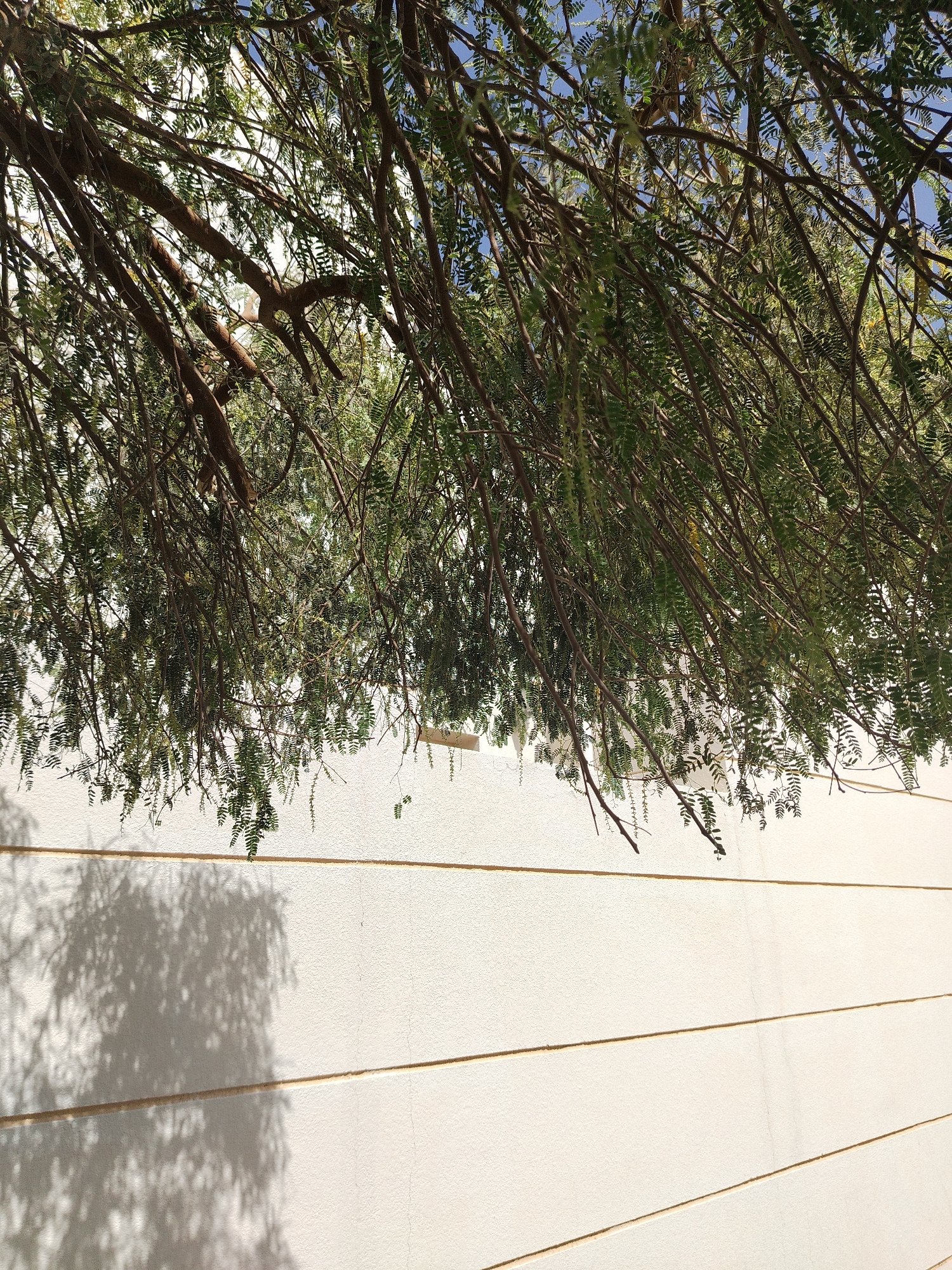 The image shows tree branches with small green leaves extending downwards against a light-colored wall with horizontal lines. The shadow of the branches is cast on the wall. The image was taken in Al Mas'oudi, United Arab Emirates.