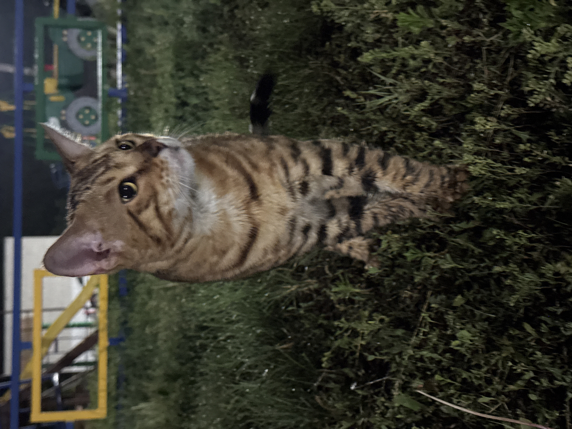 A Bengal cat stands in short, wet grass at night. The cat is facing right with its head turned to the left, looking off-camera. The cat has tan fur with black stripes. In the background, a yellow and blue metal structure with diagonal yellow bars is visible, along with a green toy tractor. The scene appears to be in an outdoor recreational area.