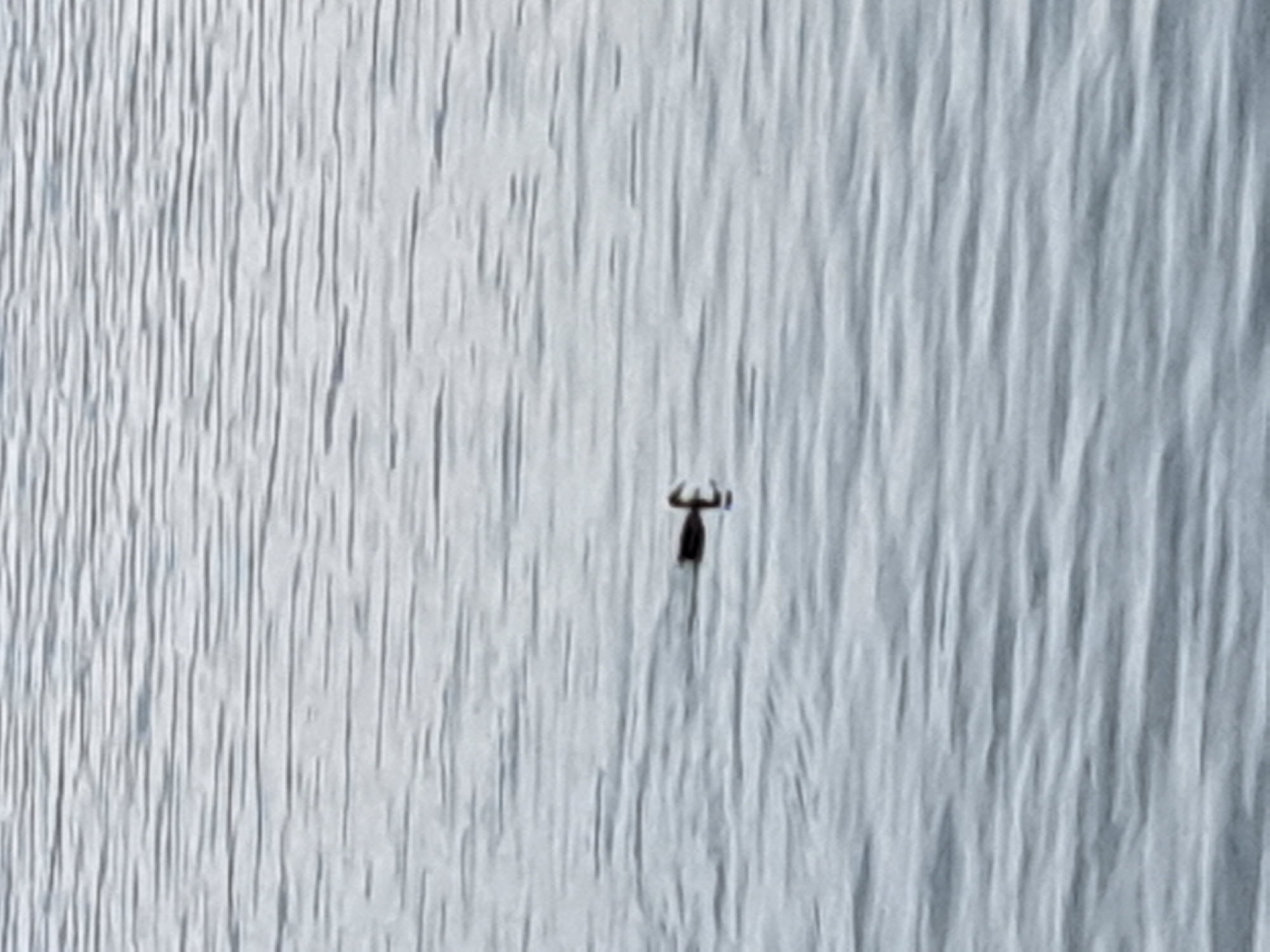 A single dark-colored bird is swimming in calm water. The water is rippled, with horizontal lines across the surface, suggesting a gentle breeze. The bird appears to be a duck or a similar waterfowl, with its head and neck visible above the water. It is positioned in the middle-left of the frame, leaving a wake behind it. The environment is likely a body of water, such as a lake or river, given the vast expanse of water and the presence of the bird. The image is monochromatic, with shades of grey and white dominating the scene, indicating it was taken under overcast skies or during twilight. The context of Irkutsk, Russia, suggests this could be a scene from Lake Baikal or one of its tributaries, or a park pond within the city. There are no other visible subjects or objects in the frame.