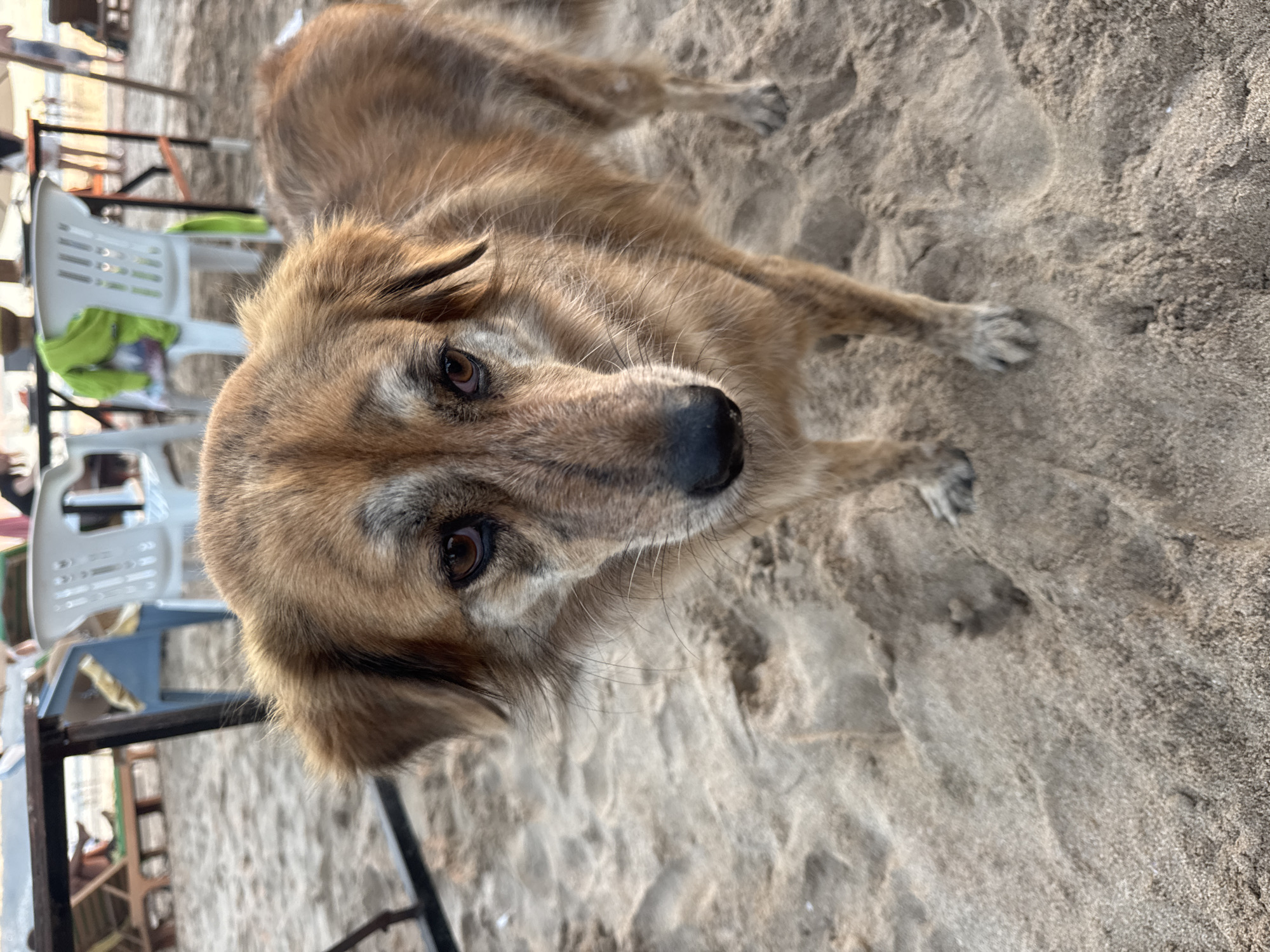 A medium shot photograph, taken from a high angle, shows a medium-sized dog with brown and tan fur lying on a sandy beach. The dog is facing the camera, with its head tilted slightly to the right. Its eyes are brown and appear to be looking directly at the viewer, conveying a sense of curiosity or gentle attention. The dog's nose is black, and its ears are floppy and brown.
In the background, several white plastic chairs and some metal tables are visible, suggesting a seating area on the beach, possibly for a restaurant or cafe. A bright green garment, possibly a towel or piece of clothing, is draped over one of the chairs. The sand itself appears to be a light brown color and is textured with footprints and gentle undulations.
The lighting suggests it might be daytime, with soft light illuminating the scene. There are no people clearly visible in the foreground or immediately around the dog. The overall impression is a calm and relaxed beach environment, with the dog as the primary subject, seemingly unfazed by the photographer's presence. No visible text is present in the image. The location context of Kuta Selatan, Indonesia, indicates a tropical beach setting.
