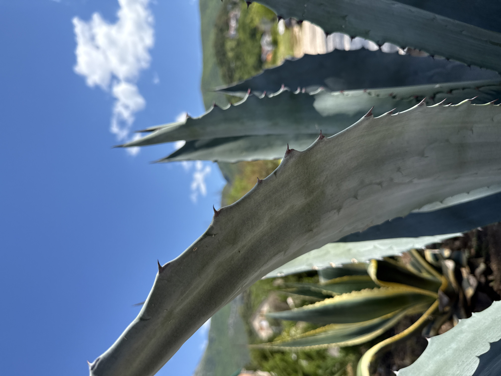 The image shows a close-up of several agave leaves with sharp thorns along their edges, set against a blue sky with some clouds. In the background, a green hillside is visible. Another type of agave is visible in the bottom right corner of the image. The location is not explicitly stated or inferable from the image.