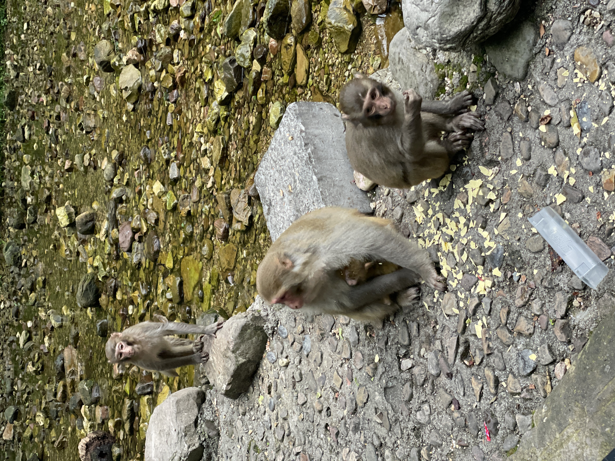 The image shows four monkeys in an outdoor setting in Xiehe, China. The background includes a stream with small rocks and pebbles. One monkey is standing on a rock near the stream, while another is sitting and appears to be eating. A third monkey is also sitting. A fourth, smaller monkey, is cradled by one of the larger ones. There are scattered bits of food scraps and a translucent plastic container on the ground, suggesting human interaction. The ground is a mix of dirt and small stones.