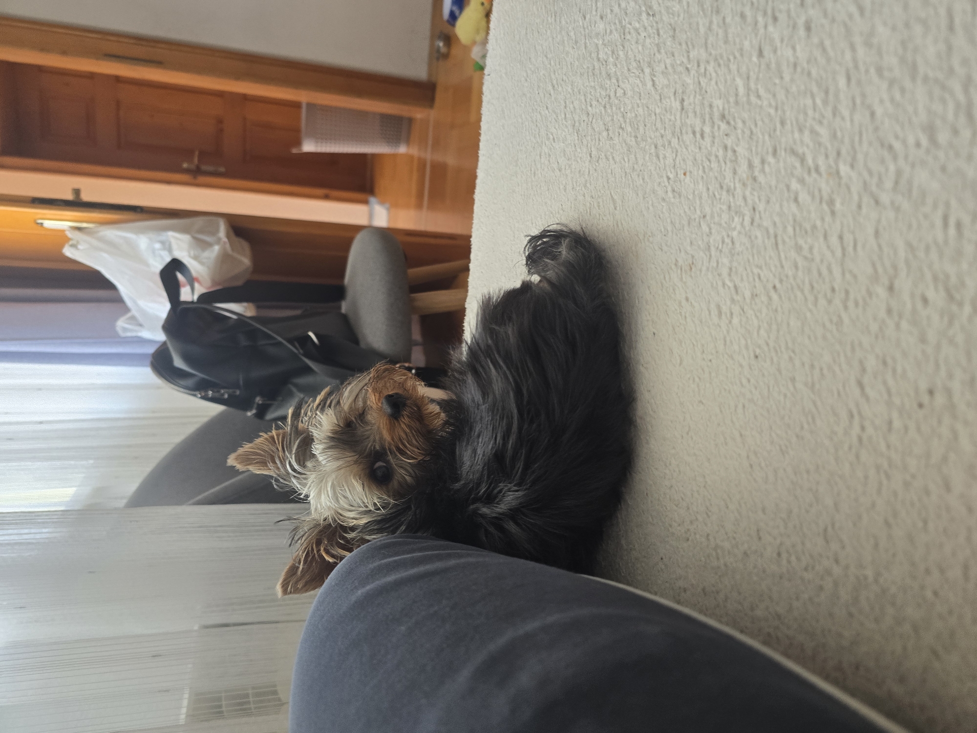 An indoor scene, situated within the city of Samokov, Bulgaria, displays a Yorkshire Terrier dog lying on a light-colored, textured rug or carpet. The dog, positioned in the lower-mid ground, has a tan and light grey face with erect ears, and a dark grey to black body. Its head is turned towards the viewer, exhibiting a direct gaze. The left side of the frame is occupied by a dark blue, trouser-clad leg. In the background, beyond the rug, a polished wooden floor is visible. To the left, white sheer curtains indicate a window. A grey upholstered stool, draped with a black backpack, is visible in the mid-ground. To the right, two wooden doors are present; one has a white plastic bag hanging from its handle, and another, partially ajar, reveals a darker interior. Near the open door, a light-colored, patterned bin and several small, colorful objects, including a yellow duck, are scattered on the wooden floor.