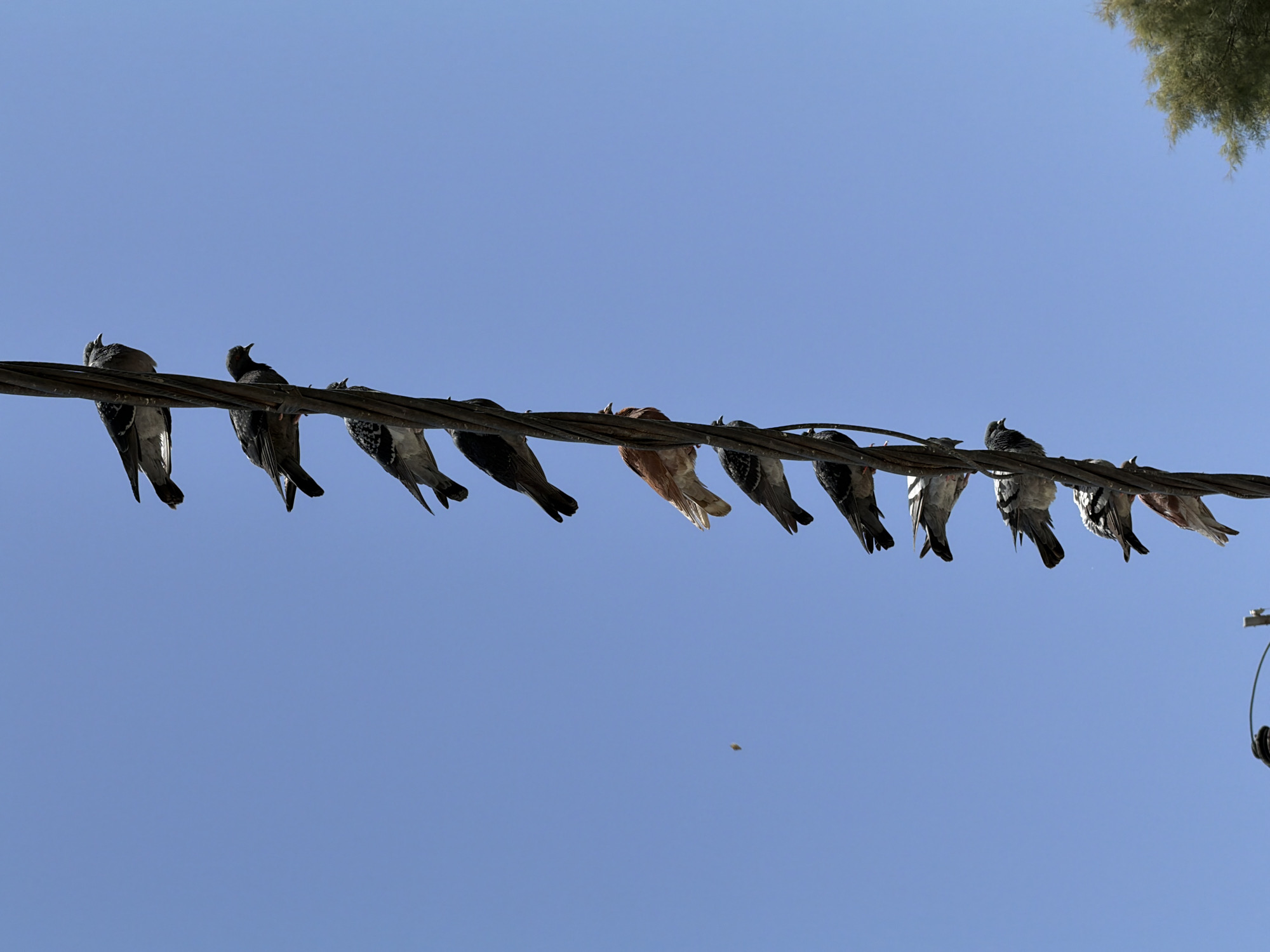 A low-angle shot shows a line of pigeons perched on an electrical wire against a clear blue sky. The pigeons face in different directions, with some facing forward and others turned to the side or slightly backward. The birds display a variety of feather patterns and colors, ranging from gray and white to brown and black. To the upper right, the leaves of a tree intrude into the scene. An electrical pole with attached wiring is visible on the right edge. The location is likely Tel Aviv, Israel, based on the prompt, but without further information, this cannot be confirmed through the image alone.