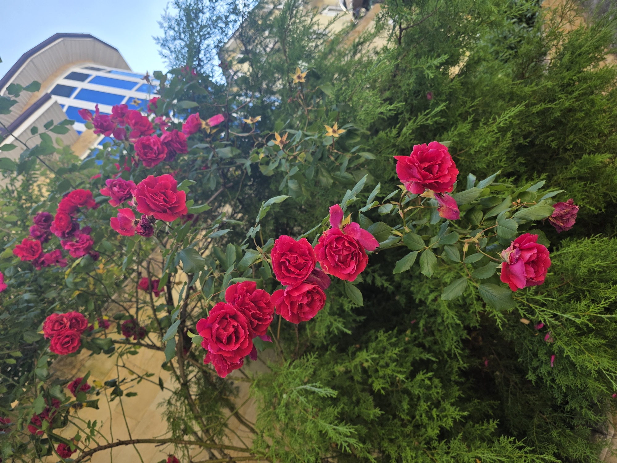 A close-up, low-angle outdoor shot features a cluster of vibrant red roses and their green foliage climbing a vine on the side of a building. The roses are in various stages of bloom, with some fully open and others still tightly budded. Their petals are a deep, rich red. The green leaves are lush and varied in size and shape.
Behind the roses, a light yellow-toned wall of a building is visible, with a section of a modern building featuring blue-tinted windows and a white roofline in the upper right corner. In the background, evergreen trees with dense, feathery branches create a textured green backdrop. The sky is a clear, bright blue. The overall impression is one of a charming, possibly residential building adorned with natural beauty. This scene is consistent with the visual aesthetic of Sochi, Russia, known for its abundant greenery and flowering plants, particularly in the warmer months.