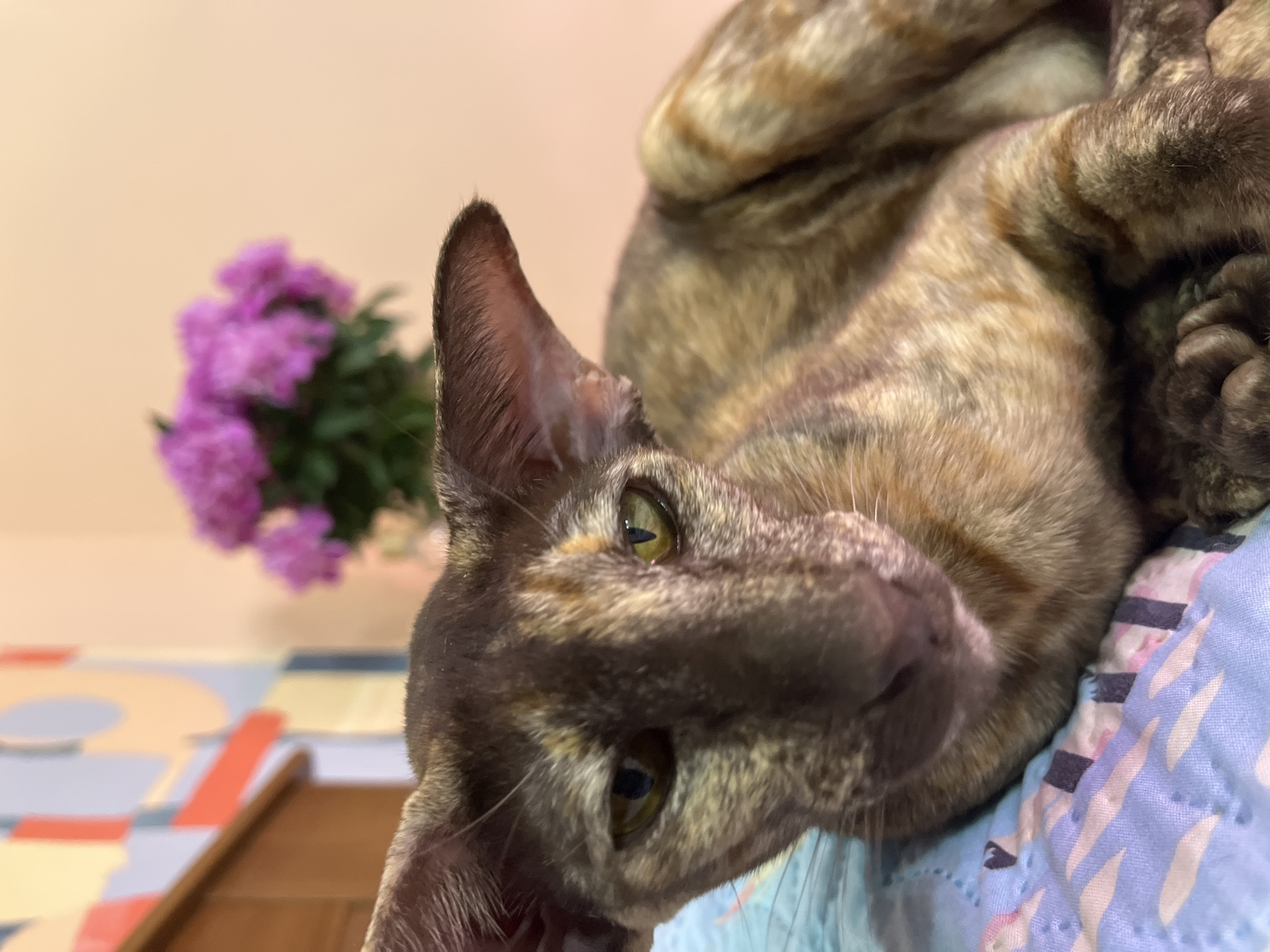 A close-up, low-angle shot features a domestic cat with distinctive tortoiseshell fur, a blend of dark brown, black, and lighter tawny patches. The cat, possibly an Oriental Shorthair mix due to its prominent ears and sleek facial structure, is lying on its back or side, looking directly into the camera. Its large, luminous green-yellow eyes are the focal point, conveying a sense of curiosity and calm.
The cat's head is tilted, and its body extends into the upper right of the frame, revealing curled paws. It rests on a light blue, quilted blanket with a subtle pattern of pink and blue geometric shapes. In the soft-focus background to the left, a vibrant cluster of purple flowers, possibly azaleas or rhododendrons, adds a pop of color. The wall behind is a plain, light peach hue. To the lower left, a portion of a colorful, geometric-patterned mat or rug, featuring shapes in blue, orange, and cream, is visible alongside a sliver of a wooden surface.
The lighting is gentle and diffused, indicative of an indoor setting, and no specific time of day is discernible. The scene exudes a comfortable, domestic atmosphere, with the cat appearing relaxed and attentive. There is no visible text in the image. This intimate portrait is set within a home in Chaikovsky, Russia.