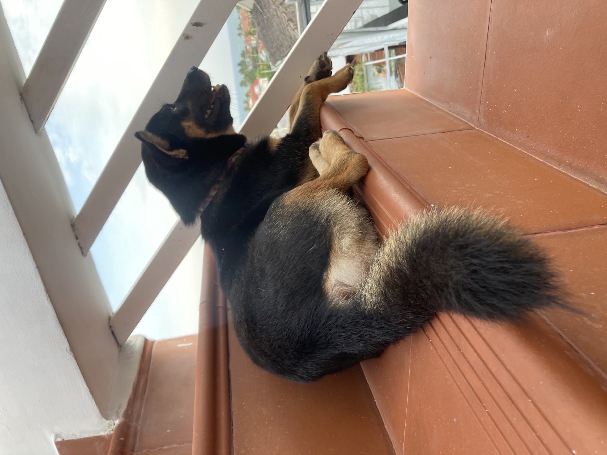 A medium-sized black and tan dog rests on a red-tiled surface, likely a balcony, in Mũi Né, Vietnam. The dog is positioned with its head near a white railing, gazing upwards towards a partly cloudy sky. Beyond the railing, the landscape reveals glimpses of buildings and greenery, characteristic of the urban environment in Mũi Né. The dog's body is curled, with its tail extending towards the right side of the frame.