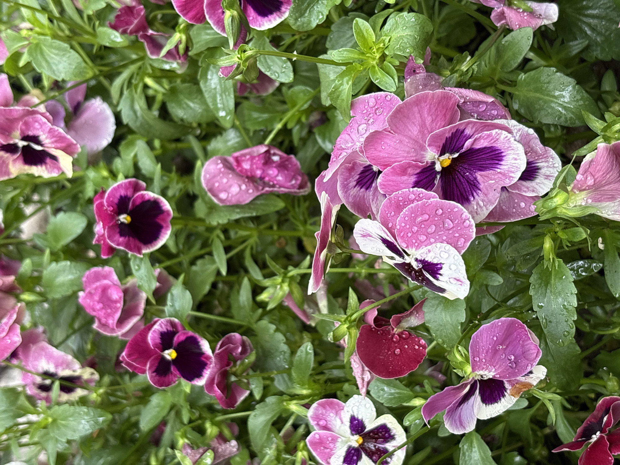 A close-up shot reveals a vibrant collection of pansy flowers, their petals displaying a mix of pink, purple, white, and burgundy hues. Water droplets cling to the petals and the surrounding green leaves, suggesting a recent rainfall. The flowers are densely packed together, filling the frame with their colorful display. The location of the image in the city of Plovdiv, Bulgaria, is not discernible from the visual content.