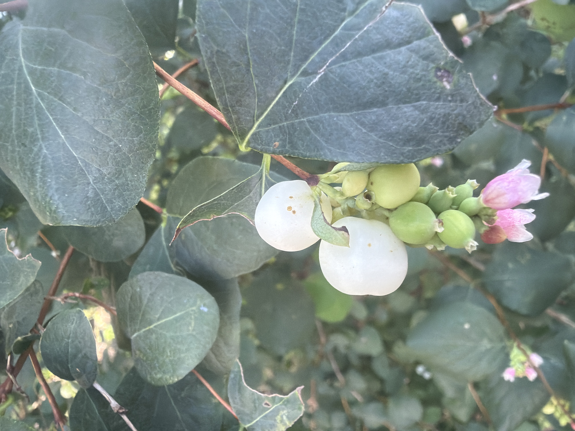 The image shows a close-up of a snowberry bush (Symphoricarpos albus) with white berries, green berries, and pink flowers. The leaves are dark green and some show signs of wear, such as torn edges or small holes. The lighting suggests it is daytime, possibly late afternoon, with soft light filtering through the foliage. The background is a blur of more green leaves and branches, indicating a natural setting. The image was taken in Kaliningrad, Russia, likely in a park or garden, given the presence of cultivated plants. There are no people or animals visible in the image.