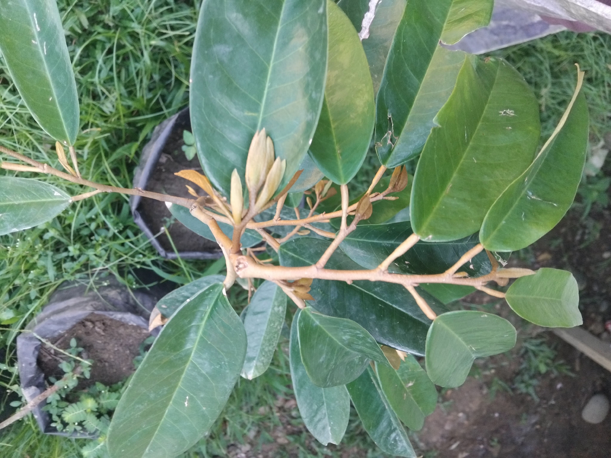 The image shows a durian seedling with emerging buds, likely in Lhokseumawe, Indonesia. The seedling has several large, dark green leaves and a thin, woody stem. The buds are clustered at the tip of a branch, appearing as small, pale green formations. The seedling is planted in a black plastic bag, partially visible in the foreground. The background consists of green grass and soil, with another black plastic bag in the distance. The lighting suggests it is daytime.