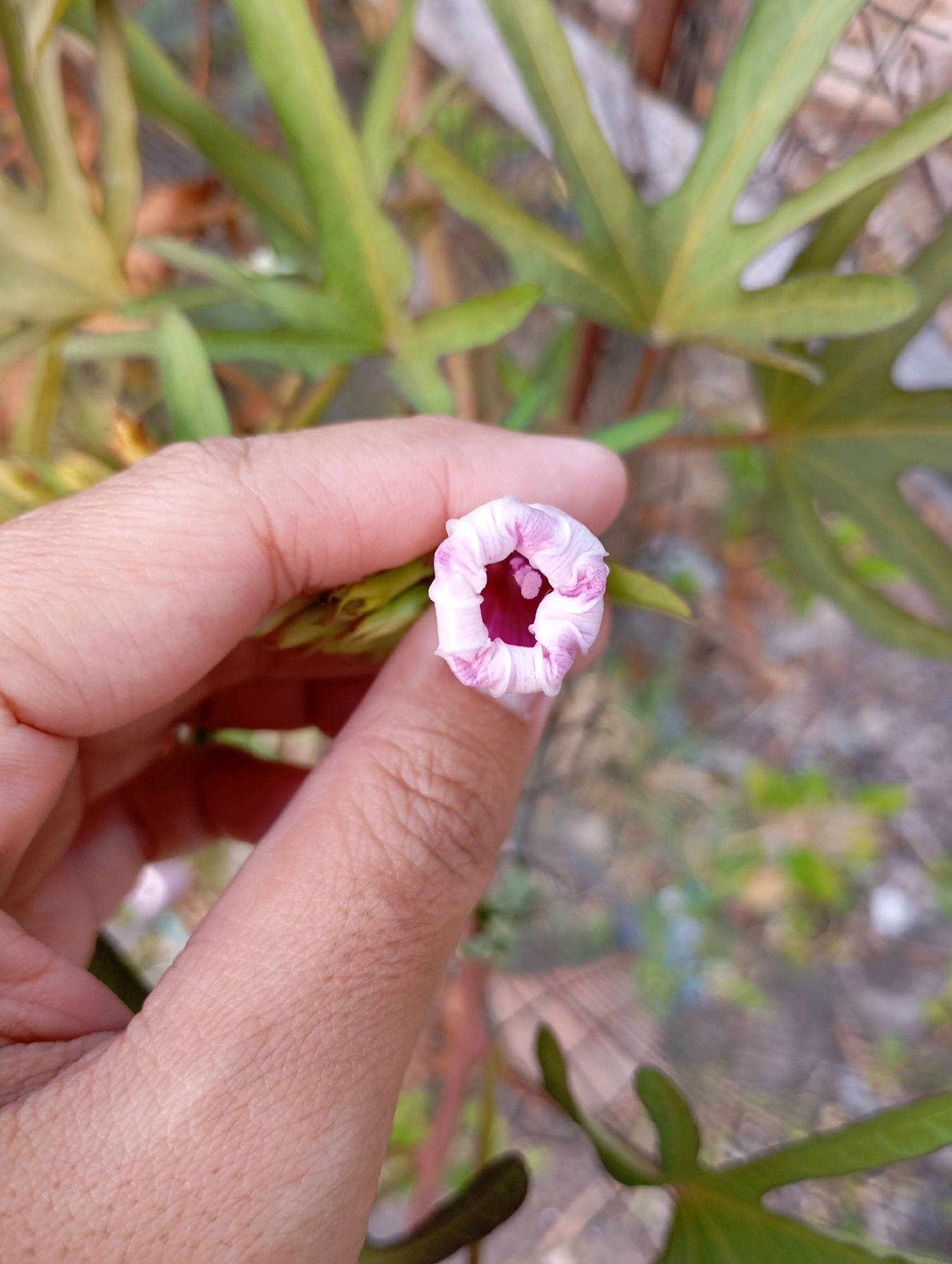 In Ketegan, Indonesia, a close-up shot captures a hand gently holding a pale pink and white trumpet-shaped flower bud. The bud is unfurling, revealing a deep pink center. The hand, with visible skin texture, supports the delicate bloom. In the background, blurred green leaves and foliage suggest an outdoor, natural setting. The lighting appears soft and diffused, indicating it might be overcast or shade.