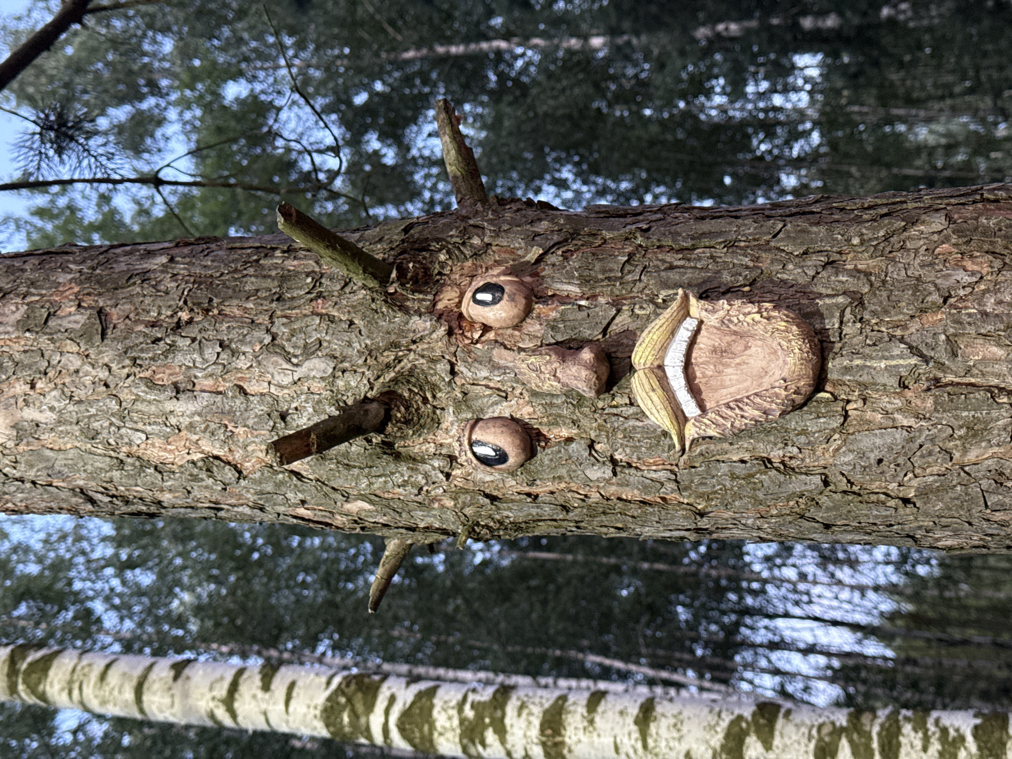In a forest setting, a close-up shot focuses on a tree trunk with a carved face. The face features two prominent eyes, a nose, and a mouth with prominent teeth and a mustache. Two branches extend from the top of the tree, resembling horns. In the background, other trees are visible, with one on the left appearing to be a birch tree due to its white, segmented bark, and the rest being dark-leaved trees. The sky is partially visible through the foliage, showing a clear, bright blue. The image is captured in Prokudino, Russia.