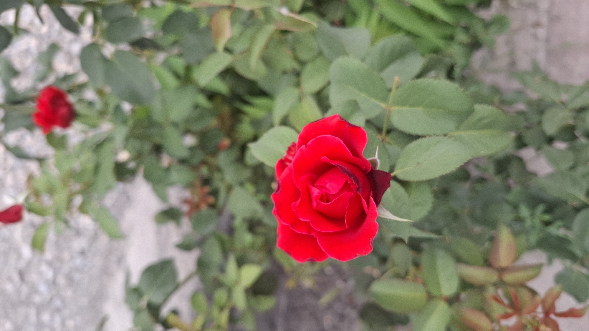 A vibrant red rose is in focus, positioned in the center of the frame. Its petals are tightly furled, creating a classic rose shape, with darker red hues appearing at the edges of some petals. The rose is part of a bush with numerous green leaves, some of which are lighter green and appear new, while others are darker and more mature. In the background, a blurred, light-colored, textured surface, possibly a wall or pavement, is visible. The overall setting is outdoors, suggesting a garden or a park area within the city of Shymkent, Kazakhstan.