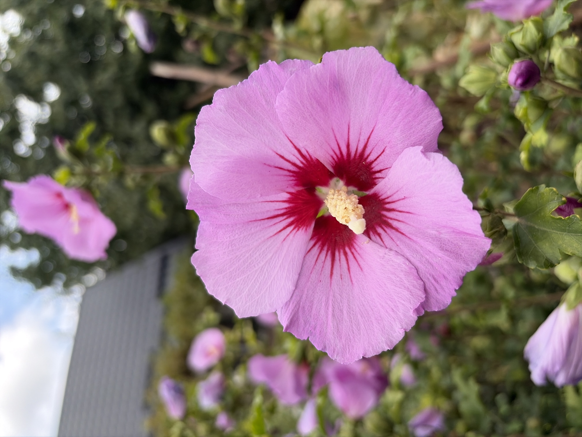 In Oxentea, Moldova, a close-up, eye-level shot captures a pink hibiscus flower in full bloom. The flower's petals, tinged with a deeper red at the center, exhibit delicate veins. Its stamen, a creamy yellow, is prominently visible. The background, out of focus, reveals more hibiscus blooms and buds, along with green foliage and a blurred residential roof. The sky above is partly cloudy. The overall lighting suggests an overcast day.