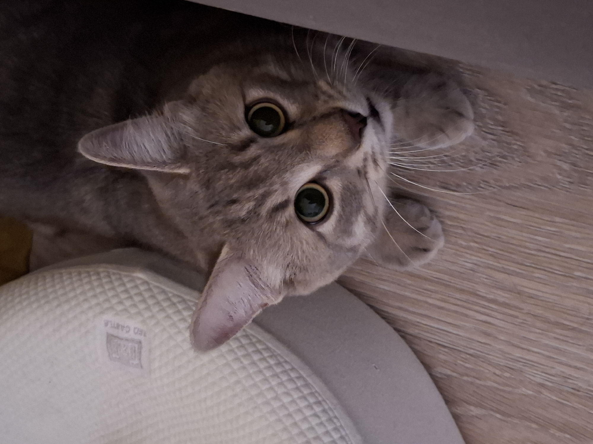 A domestic shorthair cat with grey-brown tabby markings peeks out from under a dark surface, possibly furniture. The cat's head is tilted slightly, and its large, round, green eyes with dilated pupils are looking directly up at the viewer. Its whiskers are prominent.
The cat's front paws are visible near its head, resting on the wooden floor and a light-colored, quilted object. This object, likely a pet bed or cushion, features a diamond-shaped quilted pattern. On its side, the words "RED CASTLE" are visible in reverse, stamped or embroidered onto the fabric, alongside what appears to be a logo containing Asian characters.
The setting appears to be indoors, with a light-toned wooden floor visible to the right and bottom of the frame. The lighting suggests an indoor environment, possibly artificial or natural light from an unseen source. The overall impression is one of curiosity or playfulness from the cat.