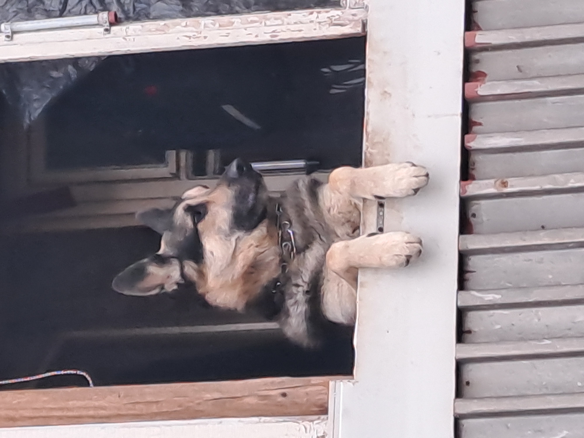 A German Shepherd dog peers out of an open doorway or window, appearing to hold onto the frame with its paws. The dog has a dark muzzle and ears, with tan coloring on its face and body. It wears a metal chain collar. The doorway/window has a white frame and is partially boarded up with grey slats. The location is Elektrostal, Russia.