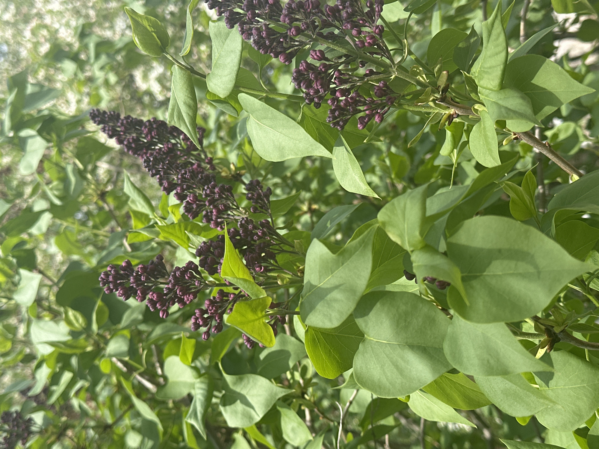 The image features a close-up view of a lilac bush. The lilac flowers are a dark purple color and appear to be in the budding stage, not yet fully bloomed. The leaves are a bright green and are arranged in pairs along the branches. The background is blurred, suggesting a depth of field that focuses on the lilac blooms and nearby foliage. The overall impression is one of spring growth and natural beauty. I am unable to determine the specific city of Noviy, Russia. The image does not provide sufficient information to determine its precise location.