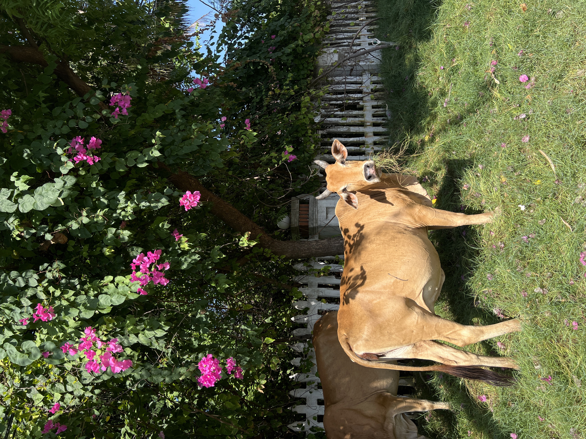 A tan-colored cow stands on a patch of grass in Dong Ninh Hoa Ward, Vietnam. Some of the grass has fallen pink flowers on it. To the left is a large bush with more pink flowers. To the rear of the cow is a white picket fence. Another cow, mostly cropped, is slightly behind the primary cow.