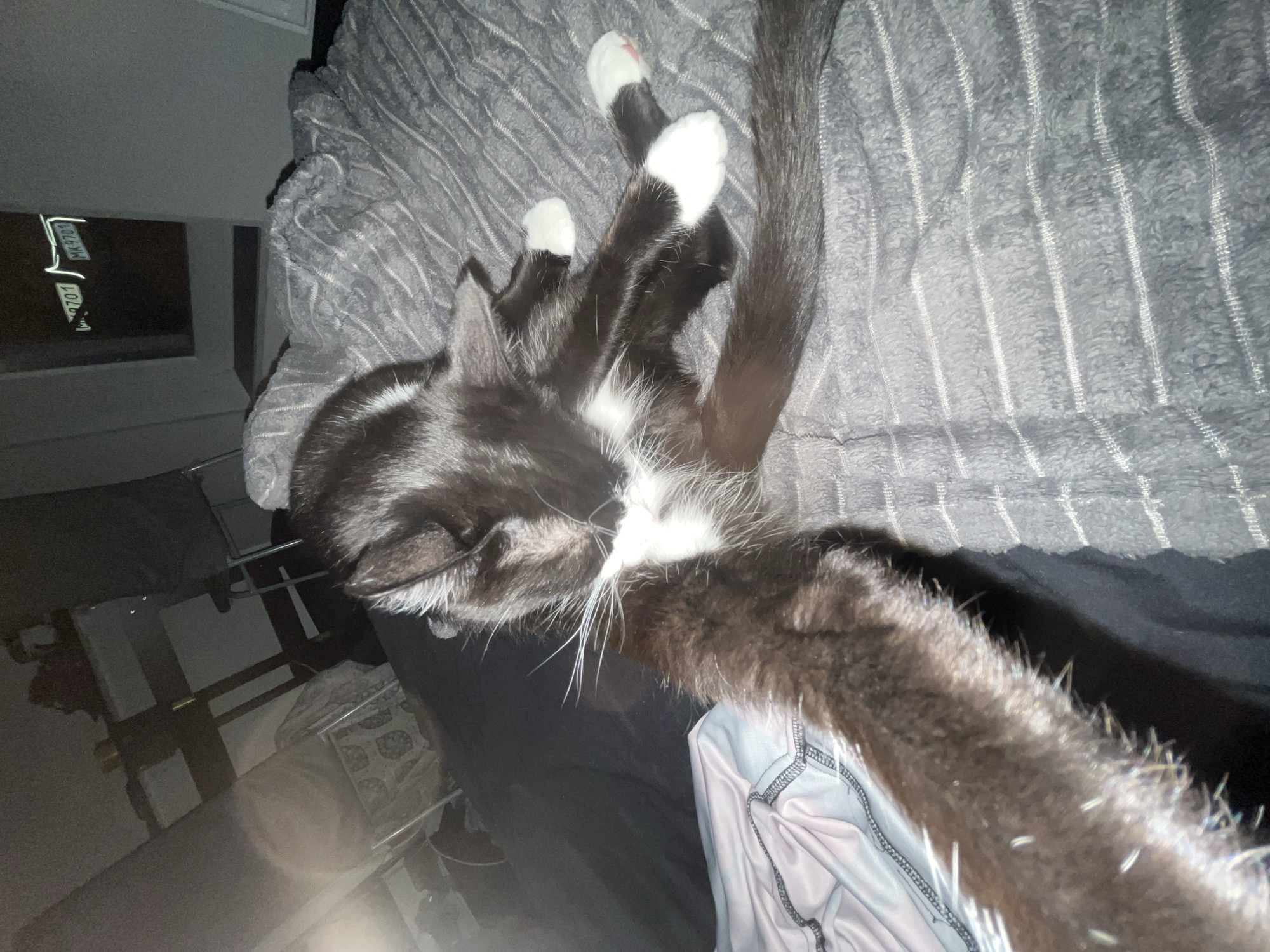 A black and white cat is lying on a grey striped blanket. The cat has white paws and a white patch on its chest. Part of a desk and a window are also visible. The location is likely indoors and not in Saint Petersburg, Russia, as the image does not contain any elements to support that location.