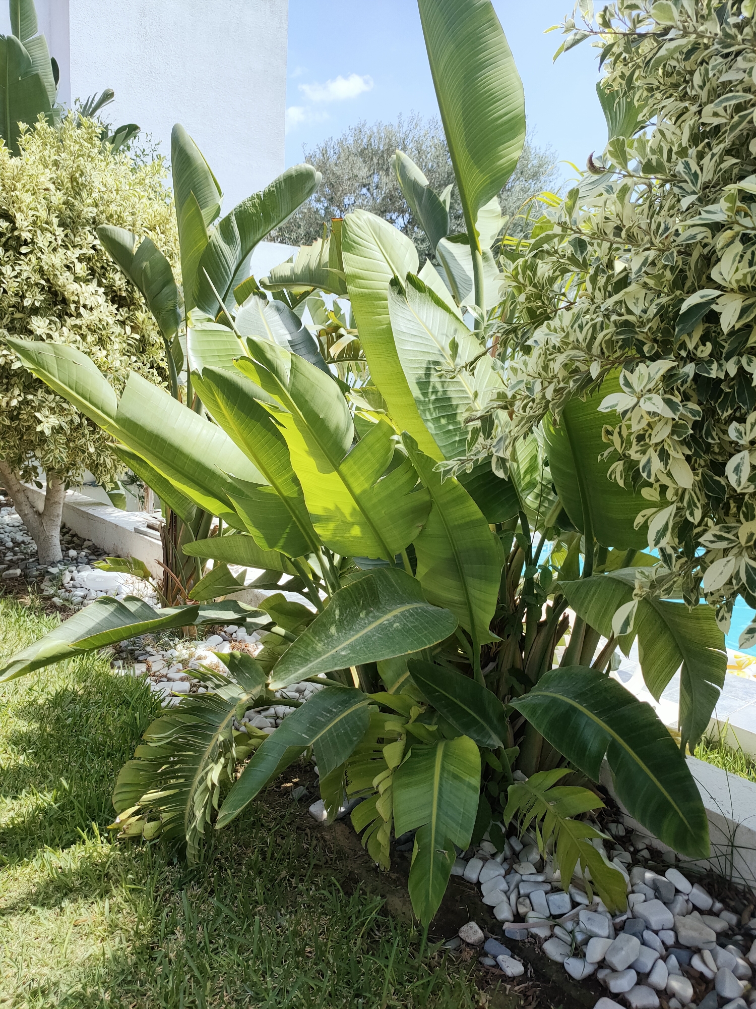 In Mrezga, Tunisia, a lush garden scene is captured under a bright, partly cloudy sky. The foreground is dominated by large, vibrant green banana-like leaves, characteristic of a bird of paradise plant, interspersed with smaller, variegated leaves of a different shrub. These plants are set against a backdrop of white stones and dark soil, with patches of green grass visible on the left side of the image. A white wall of a building is partially visible on the upper left, and a sliver of a turquoise swimming pool can be seen on the right. The environment suggests a well-maintained outdoor space, likely a residential or hospitality setting.