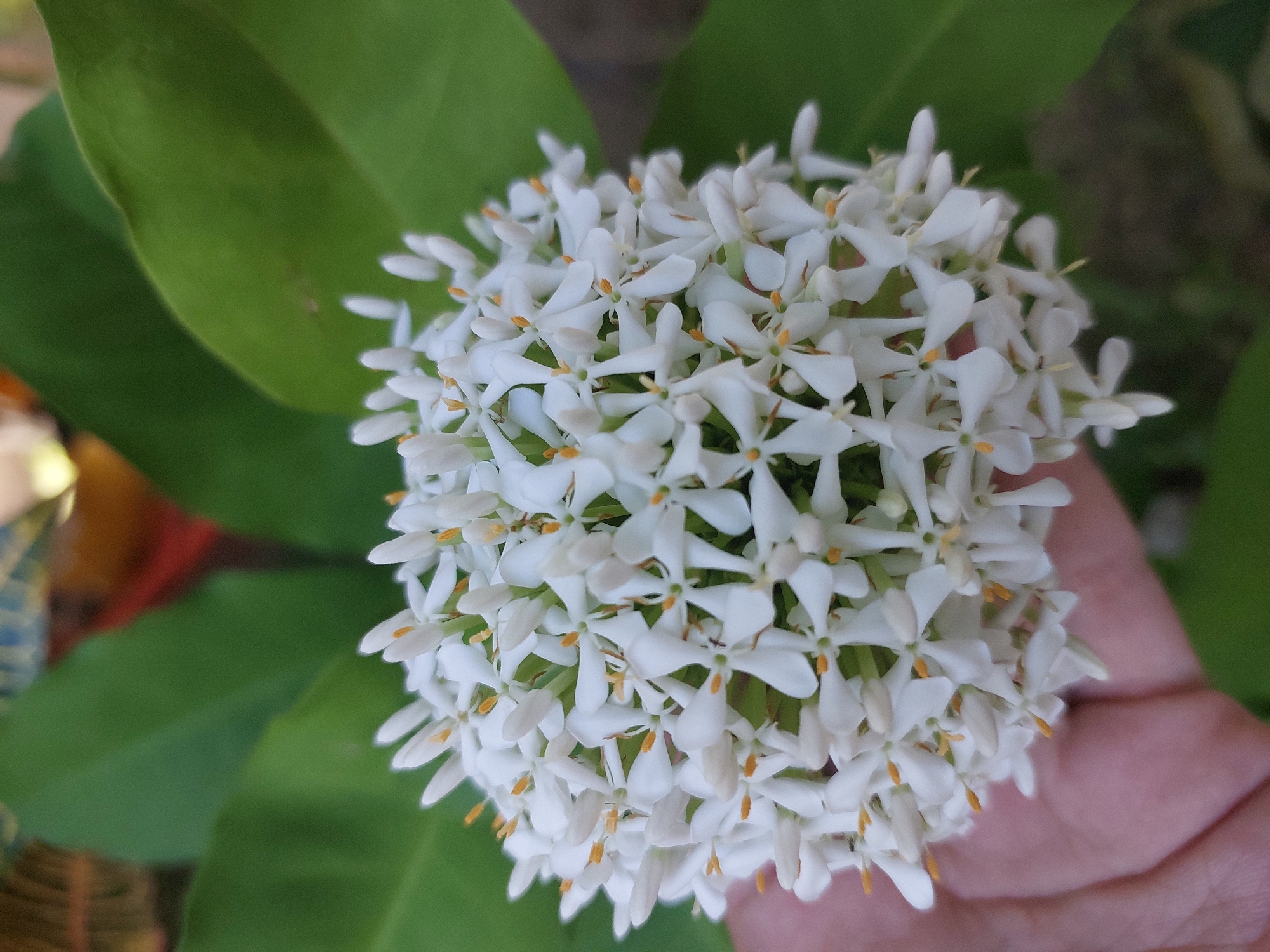 A hand is holding a cluster of small white Ixora flowers. The flowers are tightly packed together, forming a spherical shape. Each individual flower has four petals and a visible yellow stamen. The background is out of focus, with lush green leaves dominating the scene. The image appears to be taken outdoors, possibly in a garden or natural setting. The lighting suggests it is daytime. There are no visible buildings or other structures that would indicate a specific location within Baan Mae Nam. The focus is entirely on the flower cluster and the hand supporting it.