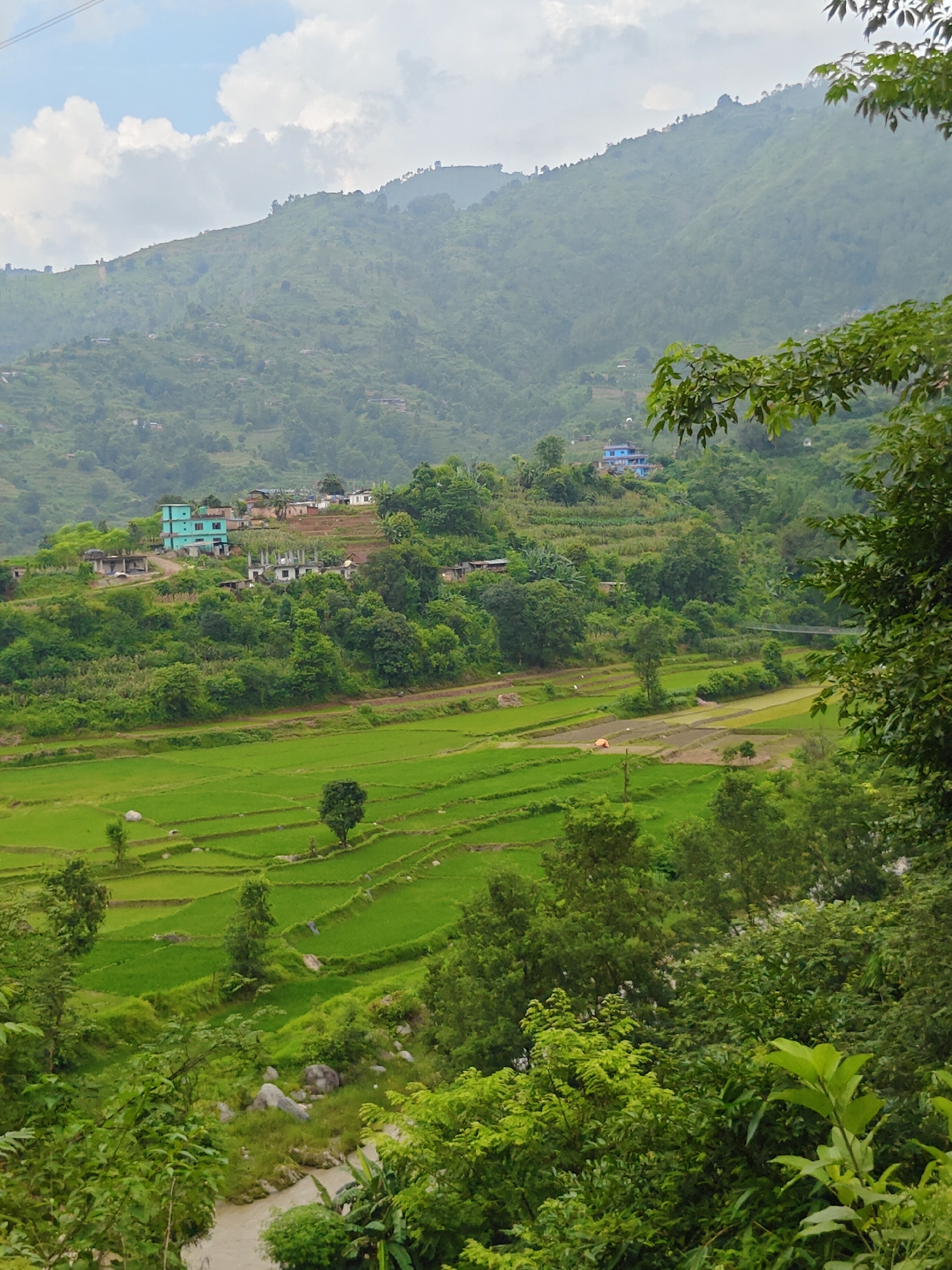 This is a vertical, medium-shot image of a rural landscape in the city of Thakre, Nepal. The foreground is dominated by dense green foliage, partially obscuring a rocky riverbank and a murky river. Beyond the foliage, vibrant green rice terraces are laid out on a slope, with some sections appearing freshly planted or flooded. A few scattered trees stand within the terraces, and in the distance, a small orange tarp is visible on one of the fields. Further up the slope, a cluster of houses with colorful roofs, including a prominent turquoise building, are nestled amongst lush greenery. The background features a densely forested mountain slope, with more scattered houses and terraced fields visible along its contours. The sky above is partly cloudy with patches of blue. The overall impression is one of a serene, agricultural community situated within a mountainous region.