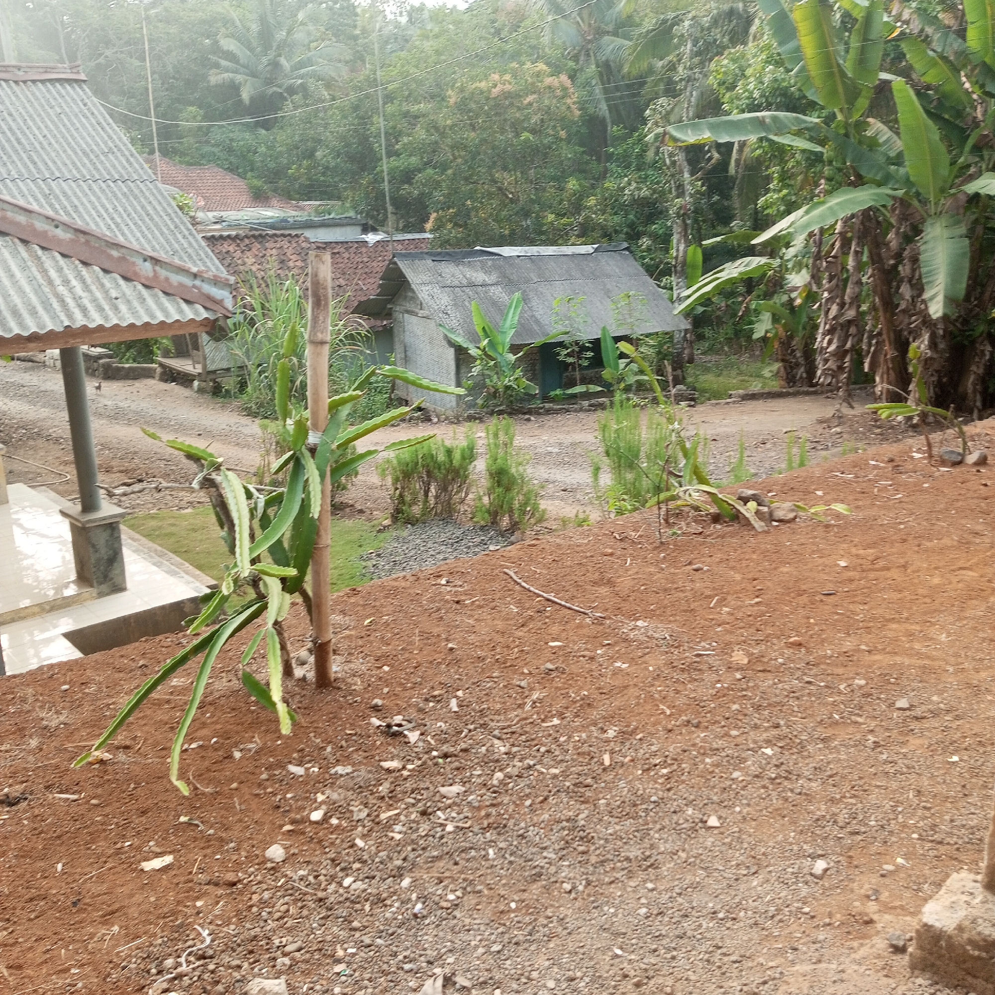The image depicts an outdoor scene in Cibatuireng, Indonesia, with a focus on a dirt path leading to several structures and lush vegetation. In the foreground, a dragon fruit plant with several green stems grows near a wooden pole. The ground is covered with reddish-brown soil and small stones. A raised tiled walkway with a concrete pillar is visible to the left.
Further back, a dirt road winds past several simple buildings. One structure on the left has a corrugated metal roof and appears to be under construction or in disrepair, supported by a wooden beam. To its right, another building with a tiled roof and weathered walls is situated. Behind these, more vegetation, including banana trees with large leaves, and dense green foliage fill the background. The overall impression is a rural or semi-rural setting. There are no people visible in the image. The lighting suggests it might be morning or late afternoon.