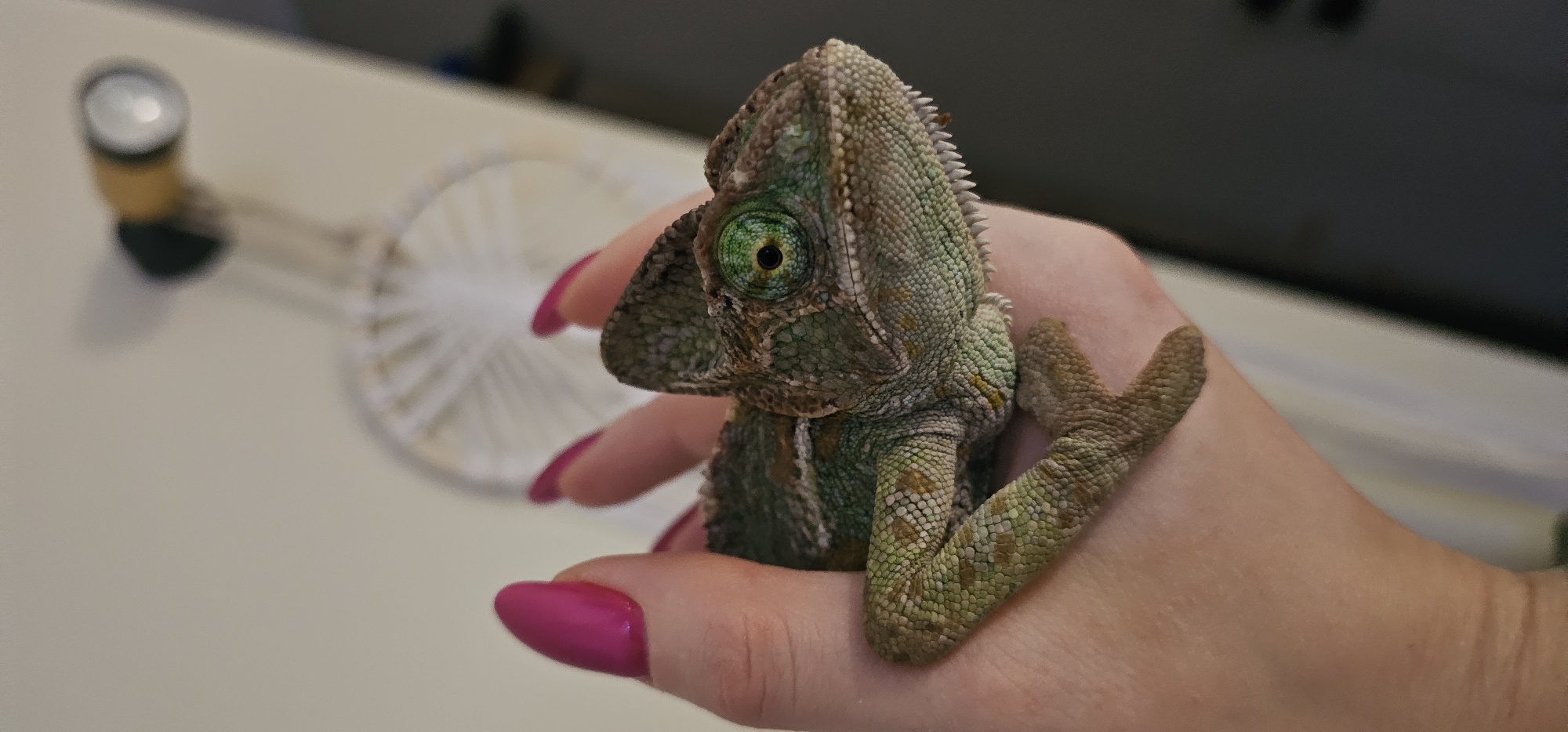 This image depicts a close-up, eye-level view of a Veiled Chameleon held within a human hand, situated in an indoor environment in Moscow, Russia. The chameleon, characterized by its green and brown scales with lighter beige and orange accents, is positioned with its body resting on the palm and fingers of a person's left hand. Its right eye, a prominent bright green orb with a central black pupil, is visible. The chameleon's head features a distinct casque and serrated scales along its lower jaw. The human hand has a light skin tone, and the visible fingernails are long, almond-shaped, and coated in bright fuchsia nail polish. The background is blurred, showing a light-colored wall or surface behind the hand, with a partially visible white fan and a yellow-bodied, reflective light fixture or device in the upper right. A darker, undefined area is present in the lower right background.
