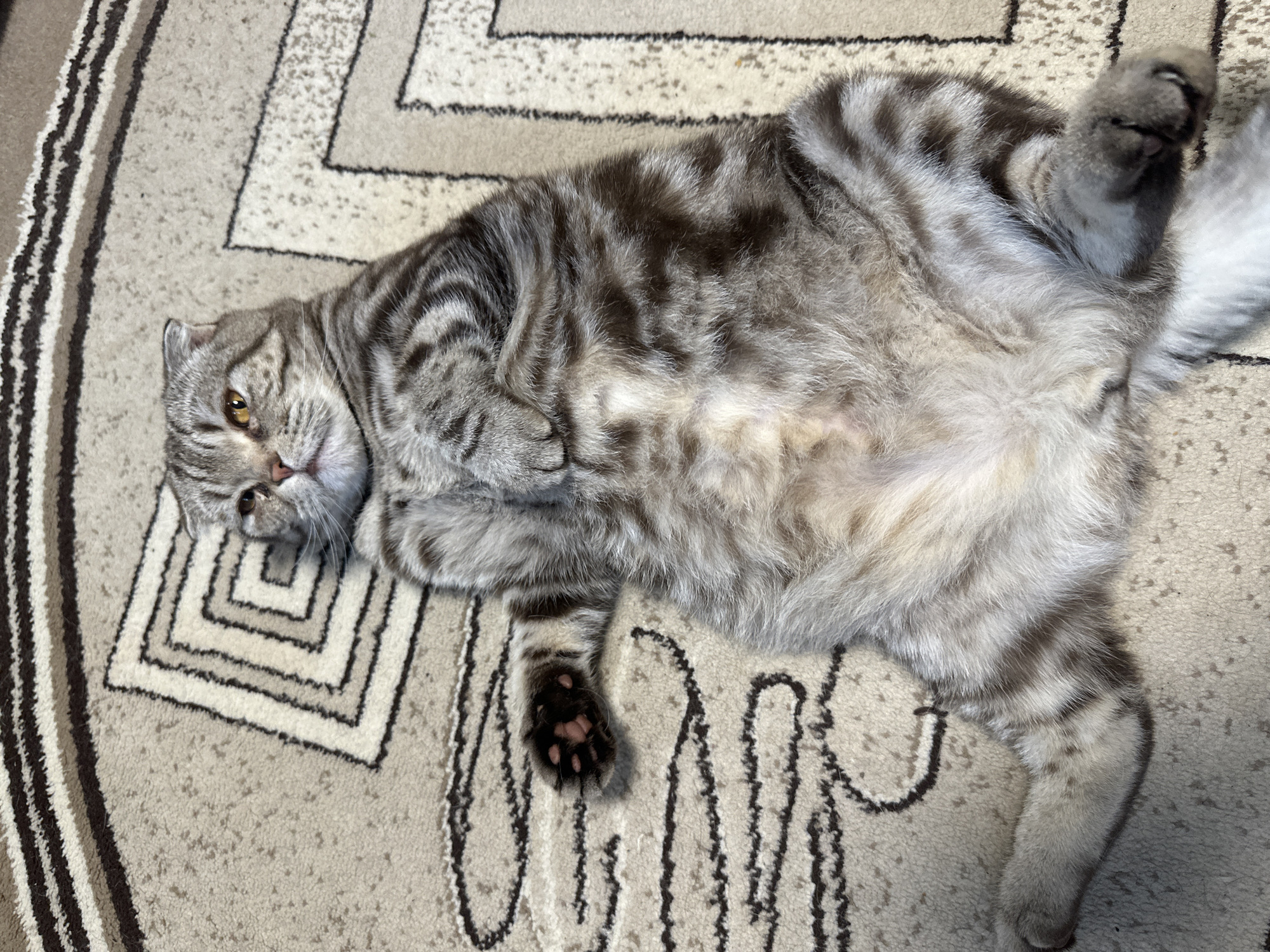 The image shows a tabby cat lying on its back on a patterned rug. The cat has grey and black stripes and yellow eyes. Its paws are tucked in, and its belly is exposed. The rug has a geometric pattern with squares and lines in shades of beige, brown, and white. The lighting suggests it could be daytime, possibly indoors with natural light. The cat appears relaxed and comfortable. There is no visible text in the image.