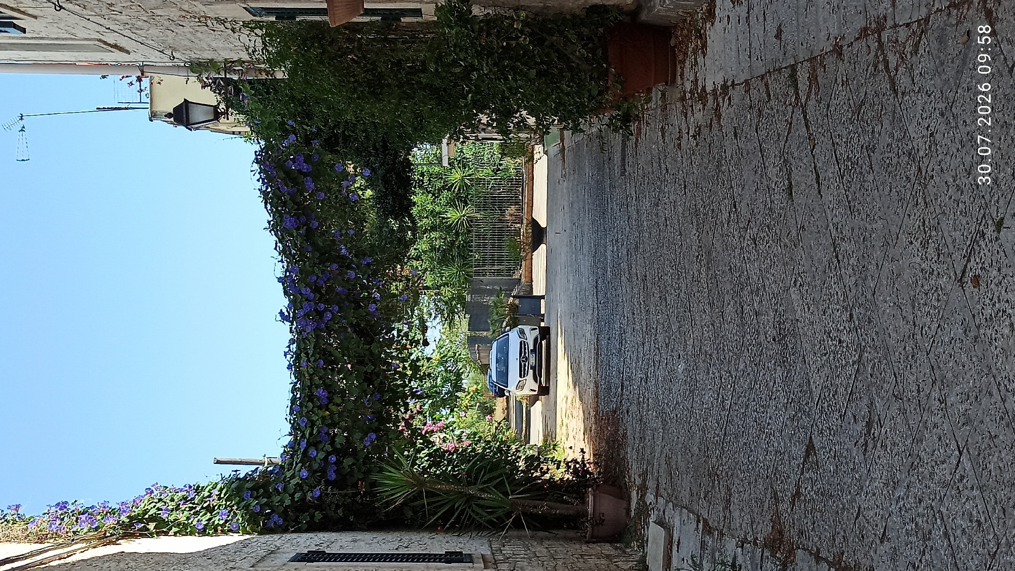 This image depicts a narrow, paved alleyway in Terlizzi, Italy. The alley is framed by stone buildings on either side and is covered by a dense canopy of green foliage with small purple flowers, creating an archway. A white car is parked in the middle ground, facing the viewer. Beyond the car, a metal fence encloses a garden area with several potted plants. The pavement is made of large, rough-hewn stones. The sky is clear and blue. The timestamp "30.07.2026 09:58" is visible in the lower right corner.