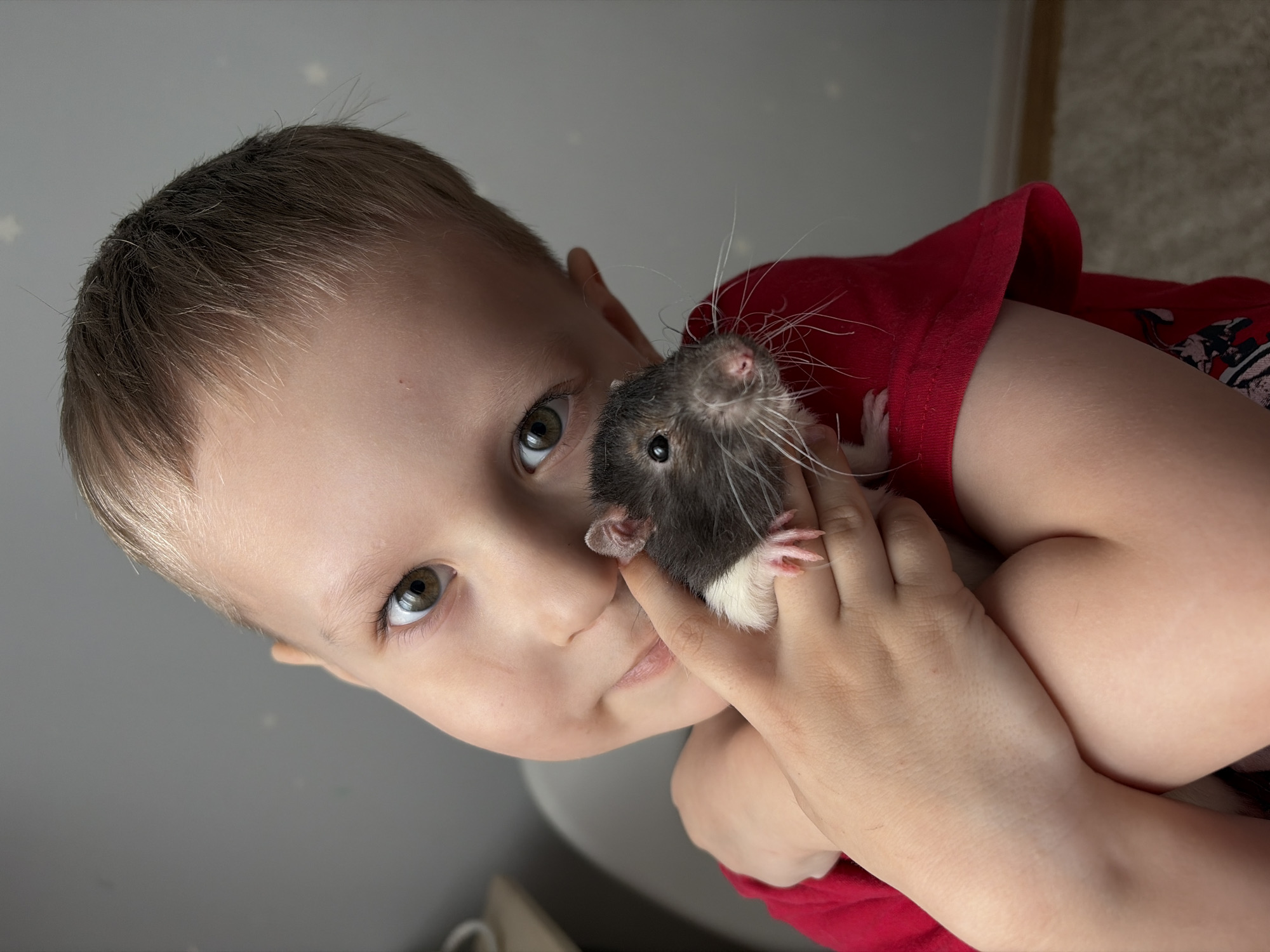 A child is holding a rat. The child is fair-skinned with short blonde hair and hazel eyes. They are wearing a red t-shirt. The rat is gray and white with long whiskers. The background is a blurry gray wall and a glimpse of a carpeted floor. The scene appears to be indoors.