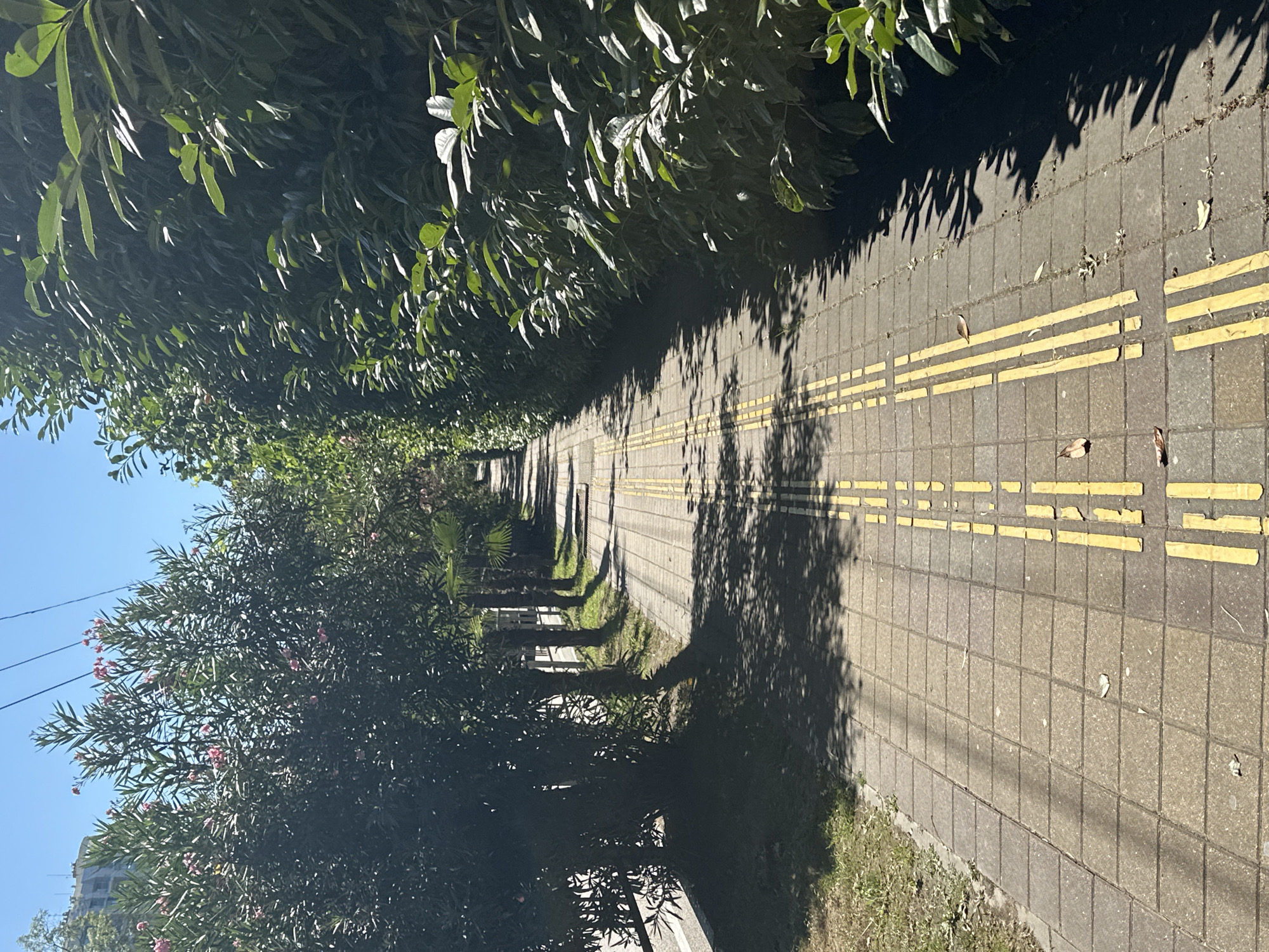 The image shows a sunlit pedestrian walkway in Sochi, Russia. The walkway is paved with square tiles and features a tactile paving system consisting of double yellow lines. On the left side of the walkway are trees with dark green foliage and pink flowers, and further left is a paved road. On the right side of the walkway is a dense hedge of dark green leaves. The scene is characterized by strong shadows cast by the trees and foliage, indicating a bright, sunny day. The sky is clear and blue. The overall impression is of a well-maintained urban path lined with vegetation.