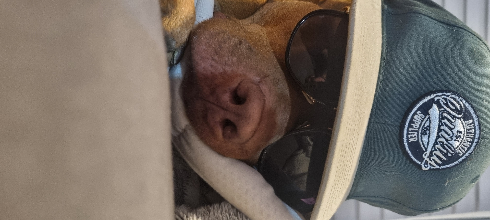 A close-up, portrait-style image captures a dog resting, adorned with sunglasses and a baseball cap. The image is oriented vertically (when viewed correctly, rotating the original 90 degrees clockwise). Only the dog's reddish-brown snout, nose, and parts of its head are visible. Dark-tinted sunglasses are perched on its face, obscuring its eyes. A dark teal or green baseball cap with a lighter, stiff brim sits on the dog's head.
On the side of the cap, there is a circular embroidered patch with white stitching against a dark background. The patch features a prominent stylized script word in the center, encircled by smaller text. The text "SUPPLIER" is visible along the left curve, and "AUTHENTIC" is along the right curve. Below the central script, the letters "EST" and the number "33" are present. The dog appears to be lying down, possibly on a light-colored blanket or pillow, which occupies the left side of the frame and forms a soft background. The scene suggests a humorous or playful moment, depicting a "cool" looking dog in an indoor setting.