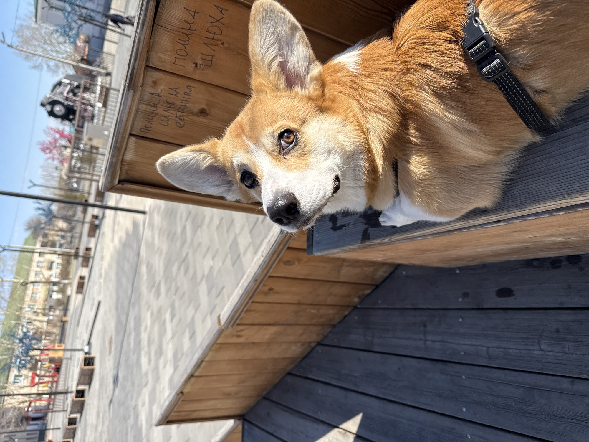 A medium shot depicts a corgi wearing a black harness, nestled in a wooden structure with Russian inscriptions. The text reads "ПОЛИНА ШЛЮХА", which translates to "POLINA WHORE" and "Полина А. СУДЬЯ ОБМАНЯ" which translates to "Polina A. THE JUDGE DECEIVED". The dog's head rests on a dark wooden surface, part of a larger wooden bench or structure. The backdrop reveals an urban setting with a blurred building under construction and a vehicle. The image's orientation is skewed, giving the scene a tilted perspective. It is likely to be in the city of Borzya, Russia, due to the inscriptions written in Russian.