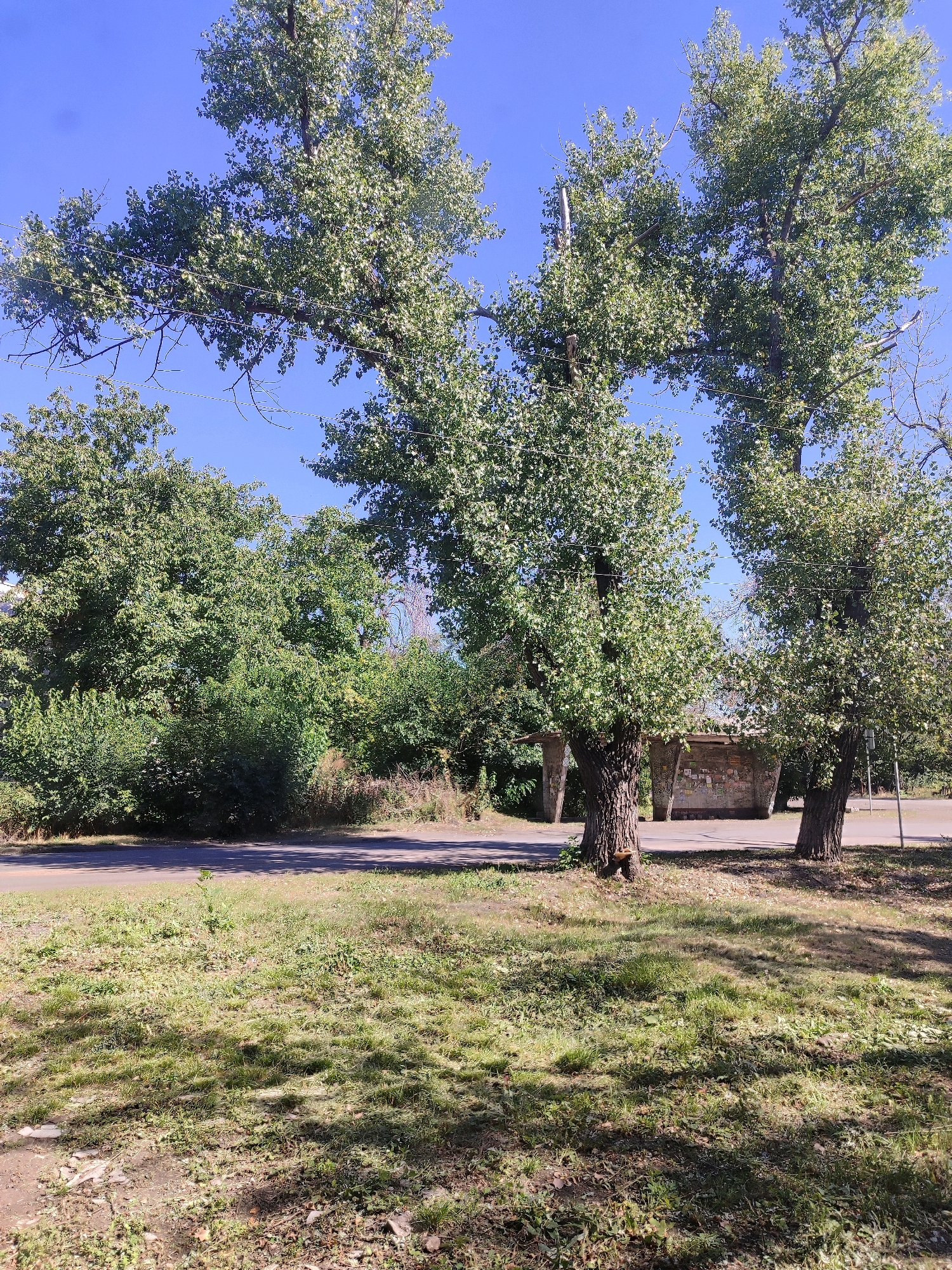 A daytime, exterior shot captures a paved road running parallel to a grassy area and a dense line of trees under a clear blue sky. In the foreground, a patch of sunlight dapples the uneven, grassy ground, with fallen leaves and small stones scattered across it. The road is slightly shaded, with dappled sunlight also present. Behind the road, a row of lush green trees and bushes forms a thick barrier, with the tops of some larger trees extending into the sky. In the mid-ground, two prominent trees with thick trunks stand next to a small, derelict structure. This structure appears to be made of concrete or stone, with a weathered, graffiti-covered surface and an open, cavernous entrance. The overall scene depicts a somewhat neglected urban or suburban fringe.