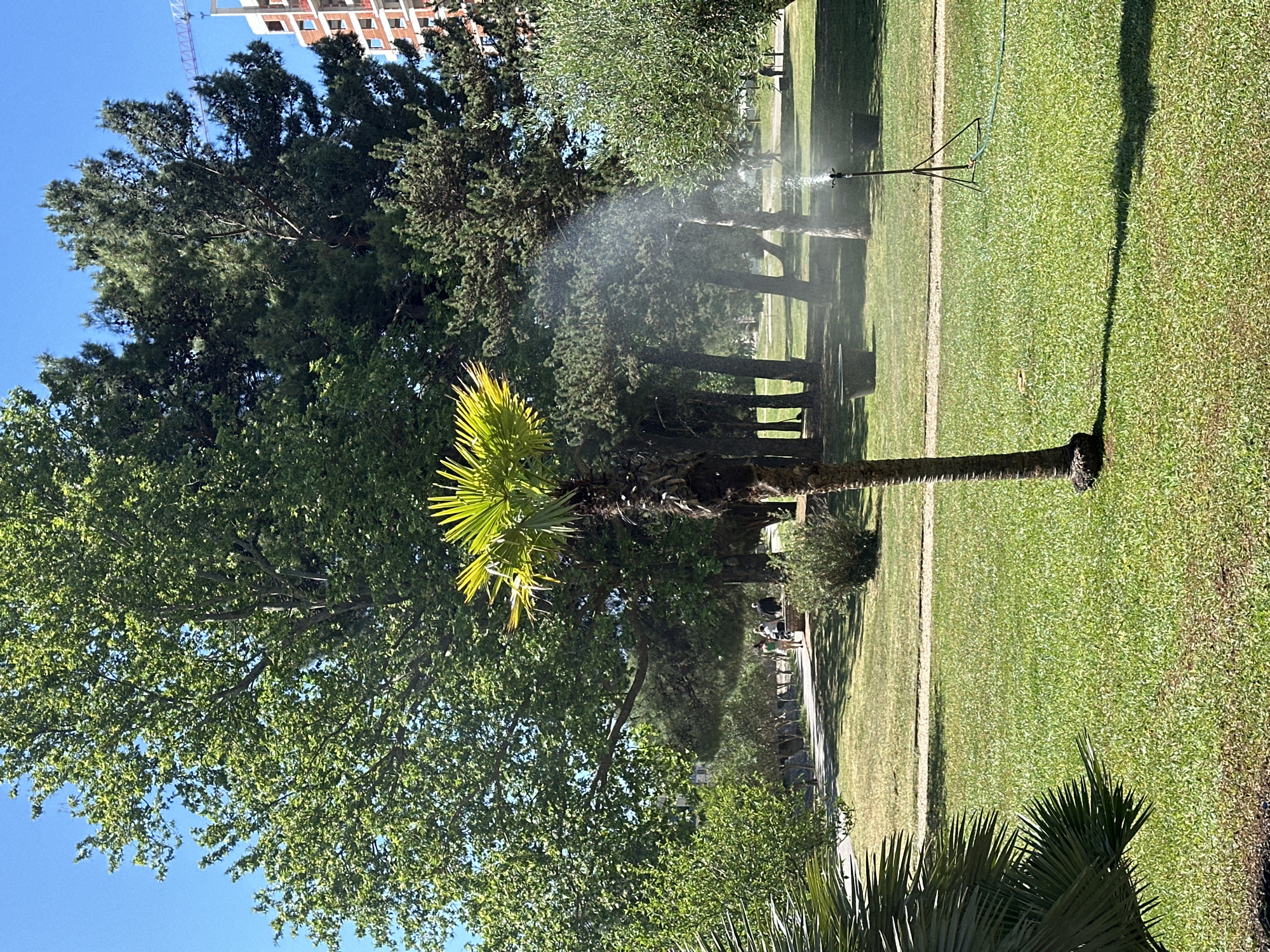 The image depicts a park scene in Budva, Montenegro, characterized by lush green grass and a variety of trees, including palm trees. A sprinkler system is actively irrigating the area. The sky is clear and blue, indicating a sunny day. In the background, a building under construction is visible. A pathway runs through the park, and people can be seen walking along it.