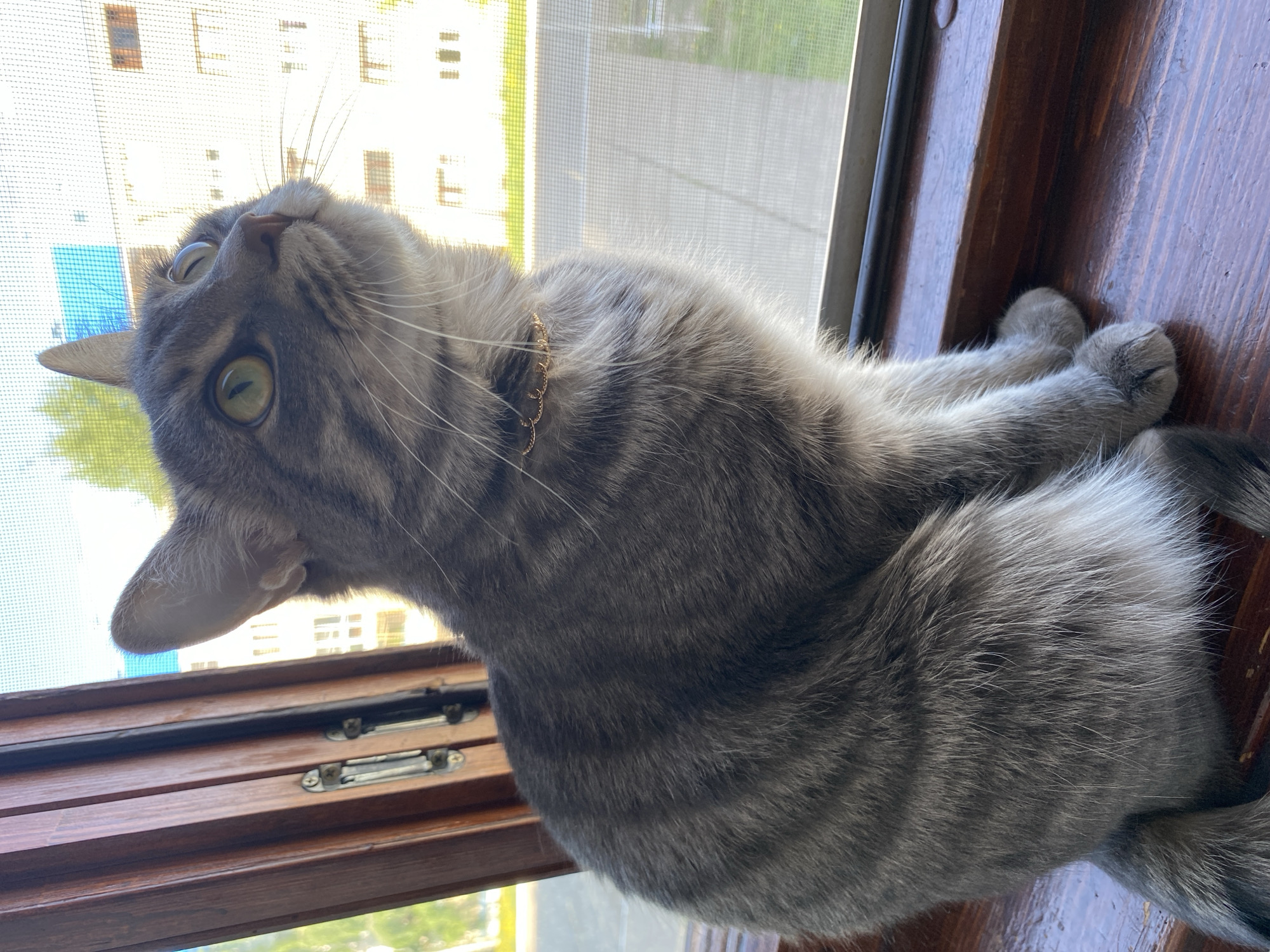 A gray tabby cat with a gold collar lies on a dark wood window sill, looking up and slightly to the left. The cat's green eyes are visible. The background shows a window with a screen, and outside the window are buildings and greenery. The cat appears to be indoors.
