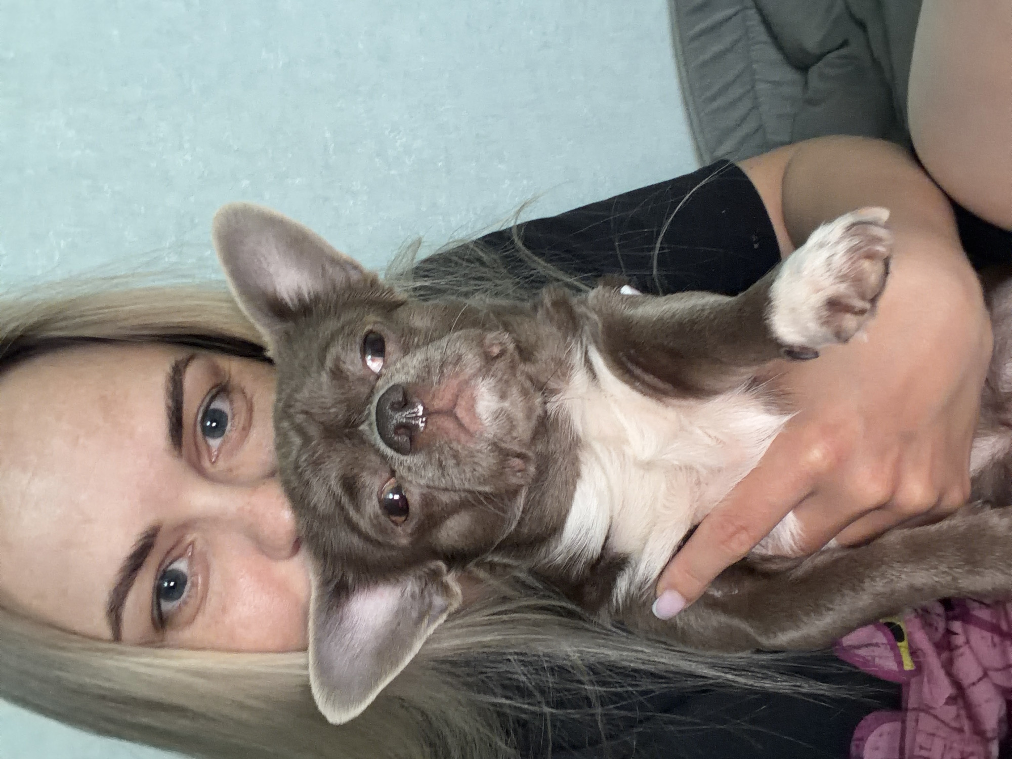 A light-skinned woman with blonde hair and blue eyes is holding a gray and white chihuahua. The dog is lying on its back with its paws in the air. The background is a light blue wall. There is no indication of the city of Votkinsk, Russia.
