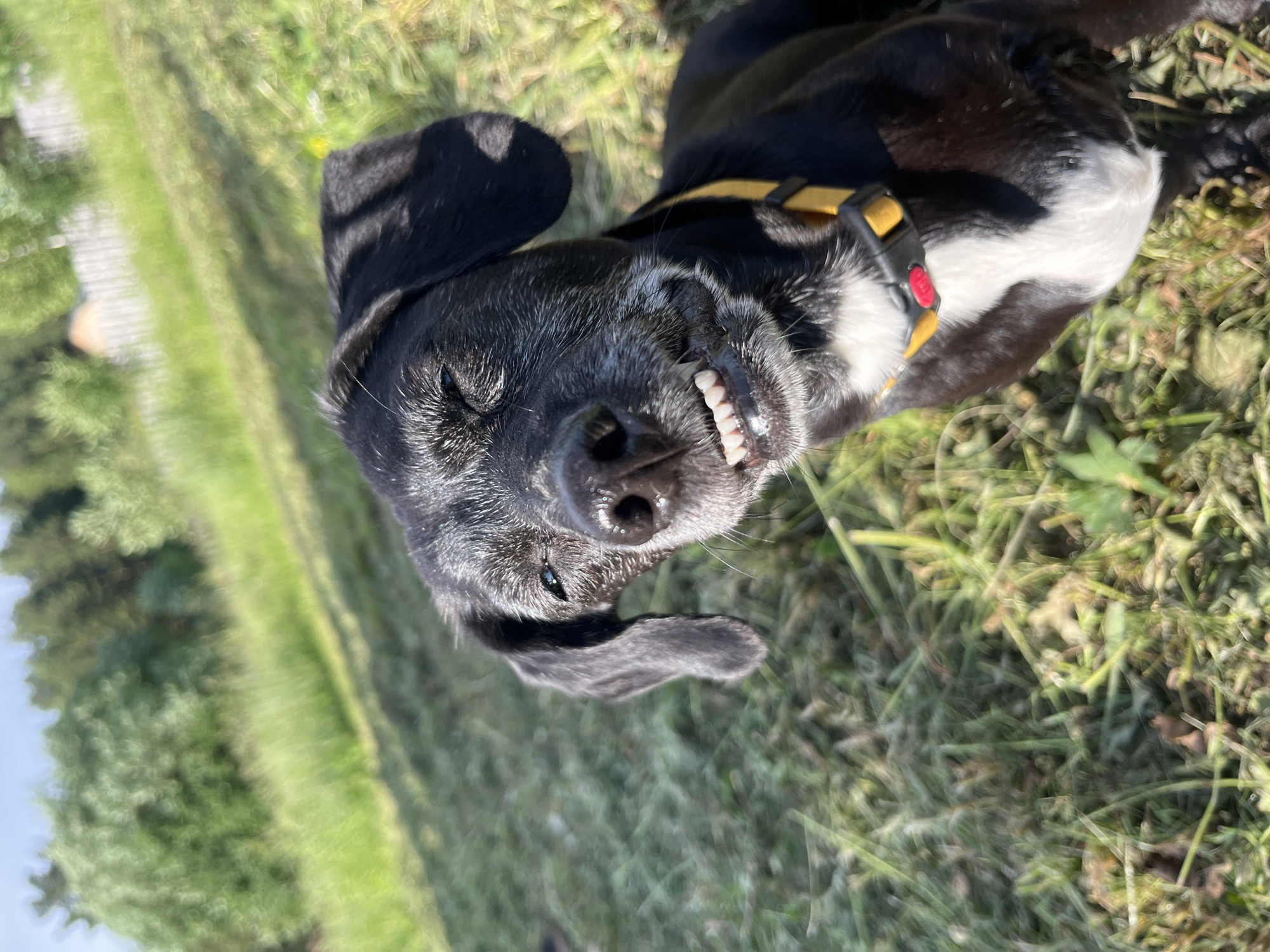 A black and white dog is lying on its back in a grassy area, looking up at the camera with a goofy expression. The dog is wearing a yellow collar with a red buckle. Its mouth is open, revealing its teeth, and its eyes are partially closed. The grass is green and appears to be freshly cut. In the background, there are trees and a clear blue sky, suggesting it is a sunny day. The overall mood is playful and lighthearted. The location is identified as Nizhny Tagil, Russia.