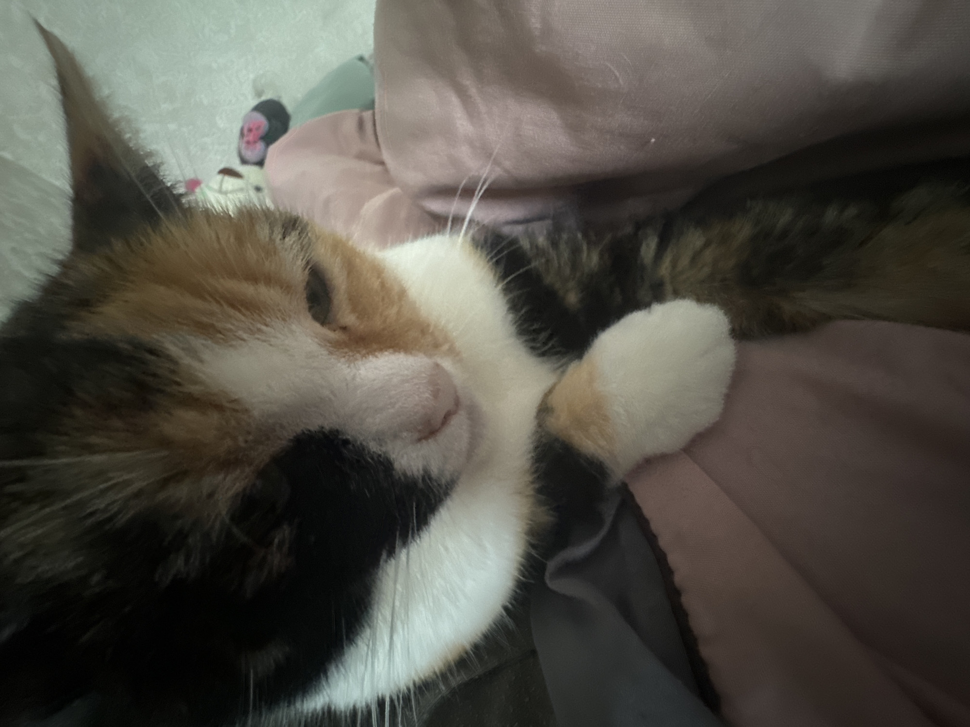 A calico cat is depicted in a close-up, horizontal shot, resting comfortably indoors. The cat's fur features distinct patches of white, black, and various shades of orange and brown. Its face is prominent, showcasing a white muzzle, black markings on its cheek and chin area, and warm orange-brown fur around its eyes and ears. Delicate white whiskers extend from its muzzle. The cat's eyes appear closed or nearly closed, suggesting it is either sleeping or deeply relaxed.
One soft, white paw is visible, resting gently on a muted pink fabric. The cat's body and tail, partially visible in the background, display a mix of black, brown, and orange tabby patterns. The feline is nestled within soft furnishings, primarily a muted pink/mauve textile, with hints of a darker gray or blue fabric underneath. In the upper left background, behind the cat's ear, a light-colored surface, possibly a wall or another pillow, can be seen, along with a small, dark-colored plush toy featuring a reddish or pinkish face, resembling a monkey. The lighting is soft and diffused, contributing to a tranquil and cozy atmosphere. No text is visible in the image. The cat appears peaceful and content.