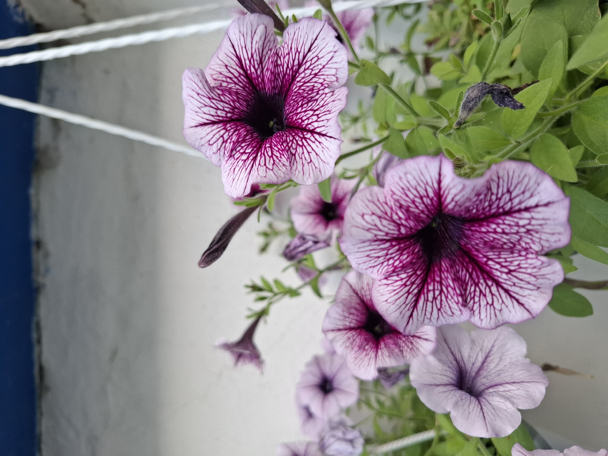 This image shows a close-up of several petunia flowers in bloom, some with vibrant purple veins against a lighter purple background, and others in a softer lavender hue. The flowers are growing in a hanging planter, indicated by the presence of white cords in the upper right portion of the frame. The background consists of a pale, textured wall, possibly a building facade, with a thin blue line at the very top. The lighting appears to be natural daylight, casting soft shadows. There are no people or animals visible in the image. The scene is likely outdoors, in a garden or on a balcony. The specific location within the city of Tyumen, Russia, cannot be determined from the visual information provided in the image.