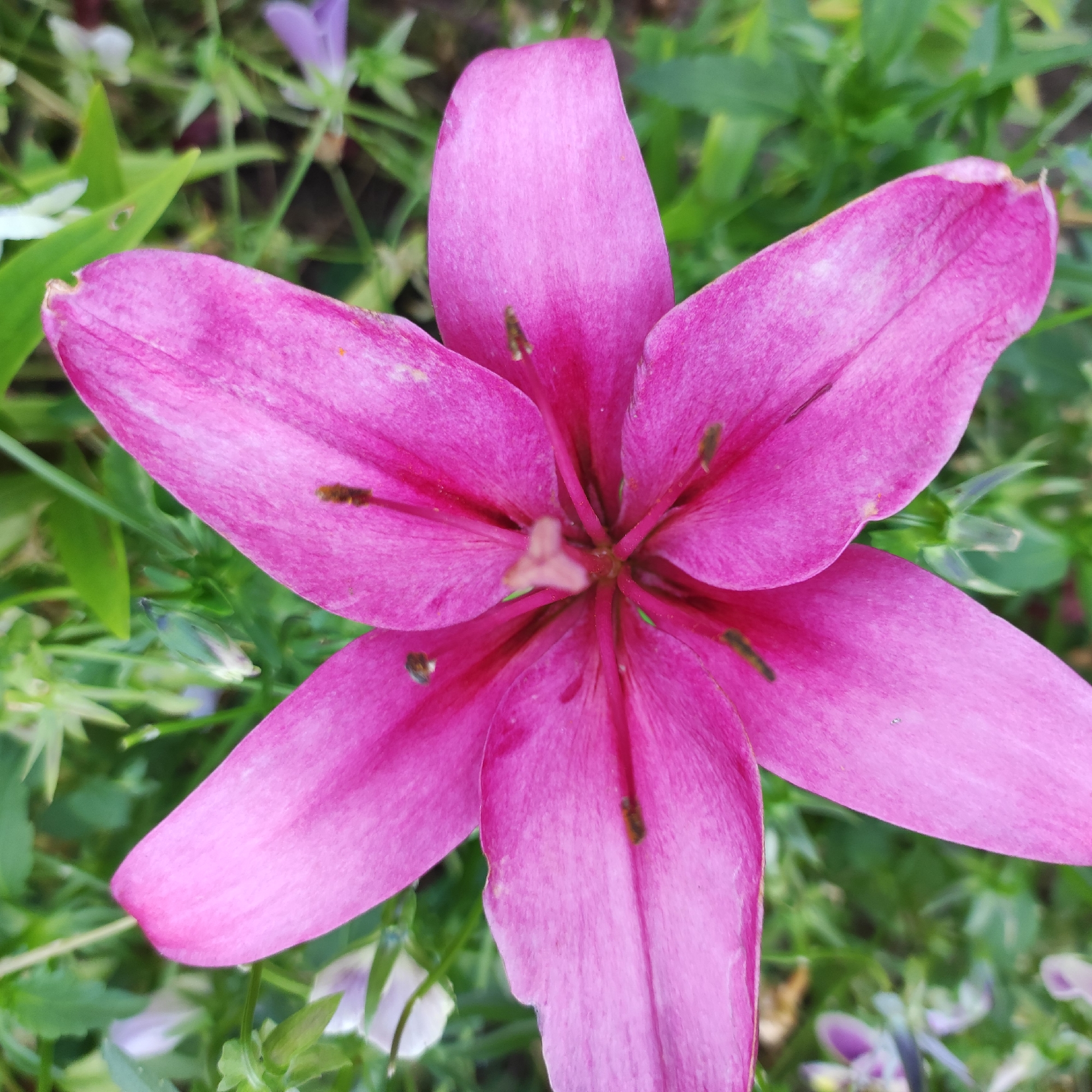 The image is a close-up, overhead view of a bright pink lily in bloom. The flower has six petals, each with a slightly darker pink stripe down its center. The stamens and pistil are visible in the center of the flower. The lily is surrounded by green foliage and some smaller purple and white flowers. The image was taken in Navoloki, Russia.