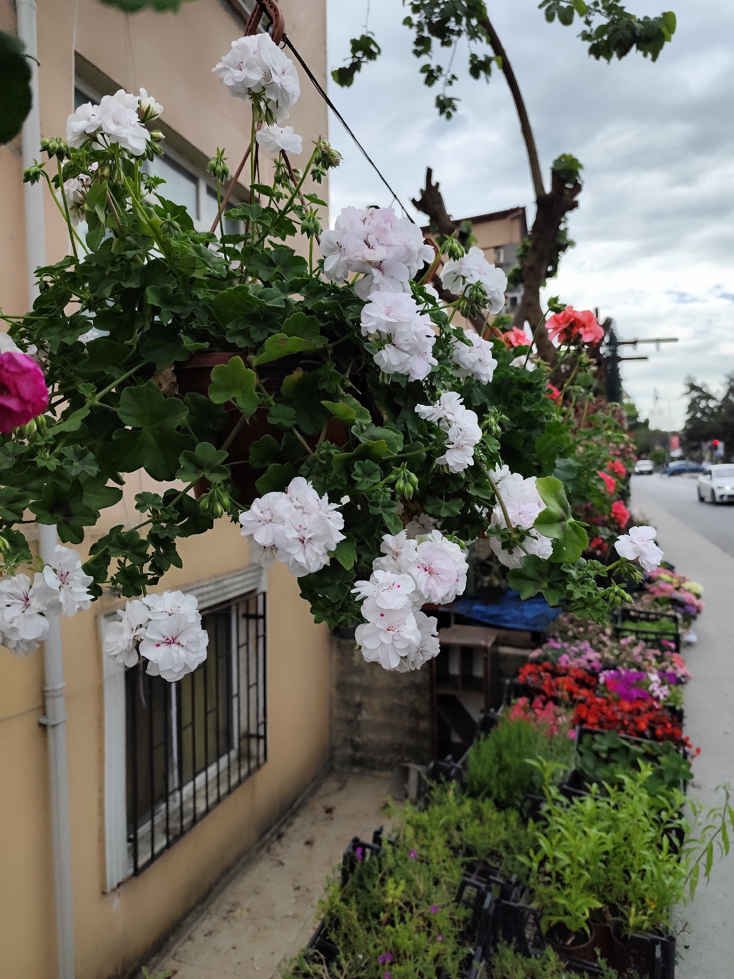 The image shows a street scene with a focus on floral arrangements. A hanging basket of white and pink geraniums is in the foreground, positioned near a window of a tan building. A line of potted plants, including red, pink, and purple flowers, runs along the sidewalk in the background. The sidewalk leads to a street with cars visible in the distance under a cloudy sky. The location is Sarıyer, Turkey, as indicated by similar street scenes and architectural styles found in images of that location.